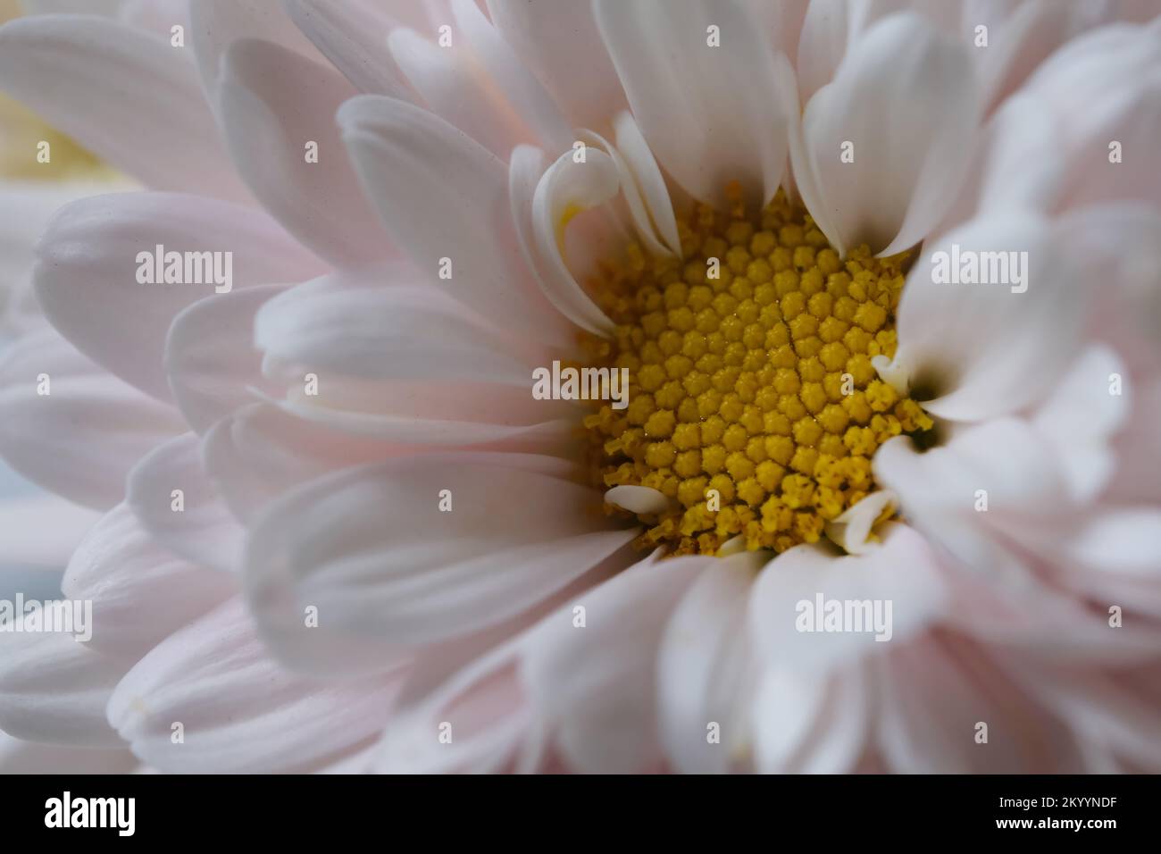 macro of one white beautiful daisy flower head background Stock Photo