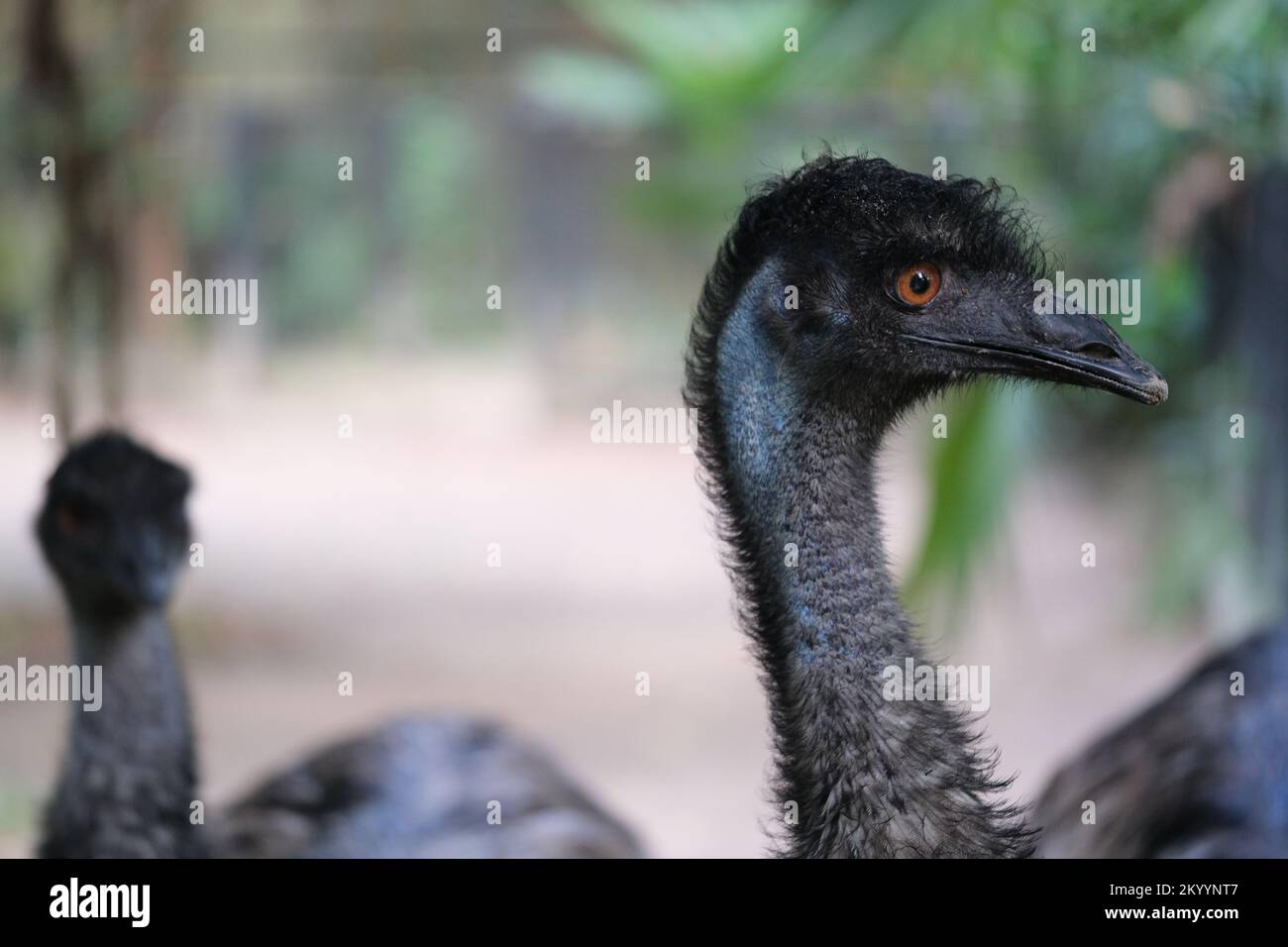 close up Emu head side face. Stock Photo