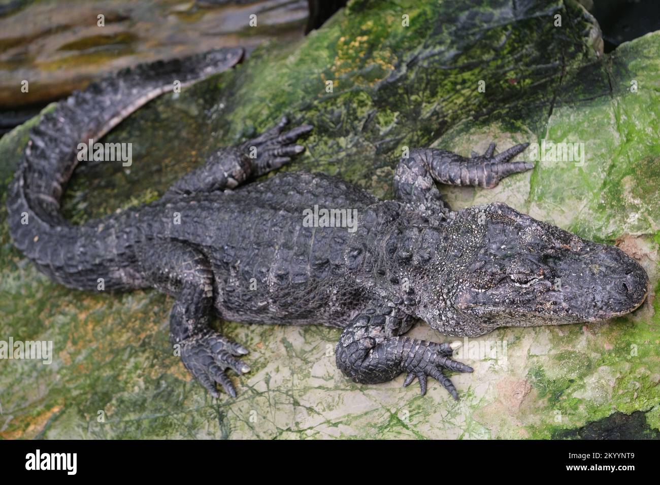 close up one Chinese Alligator (Alligator sinensis) on rock Stock Photo