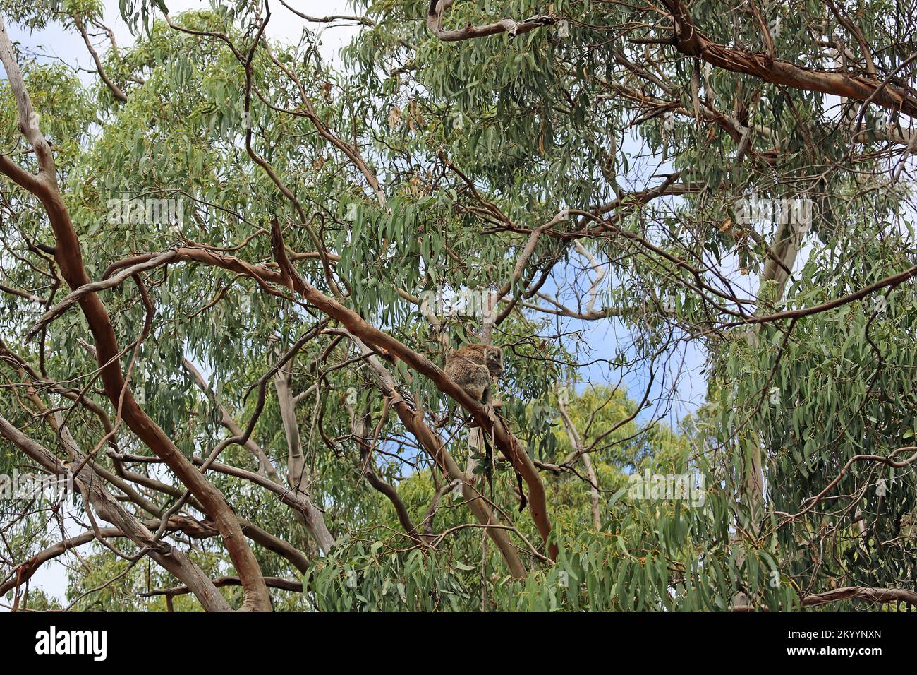 Wild koala in eucalyptus forest - Australia Stock Photo