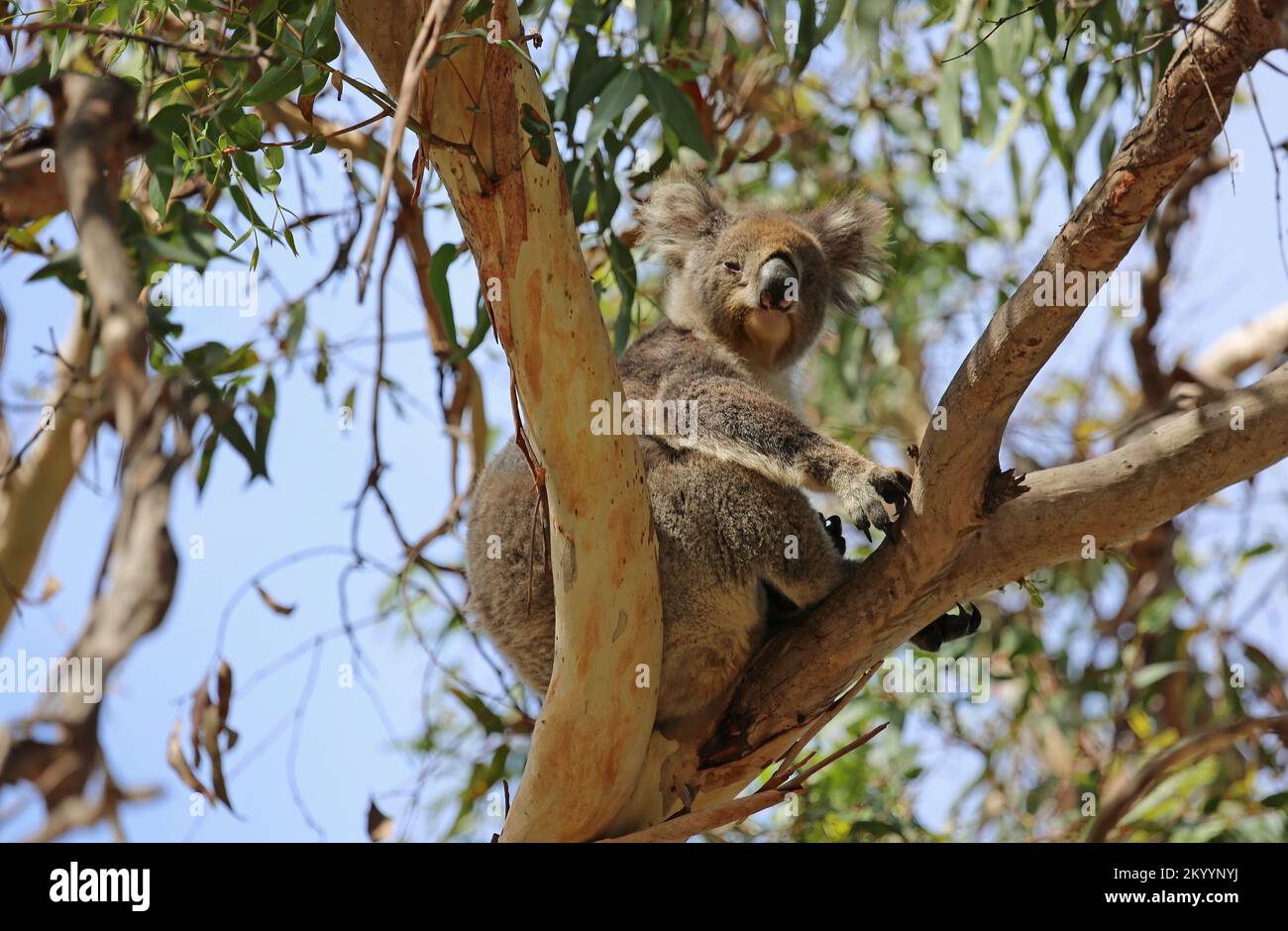 Koala watching - Australia Stock Photo