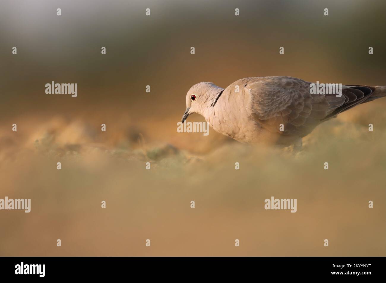 Ring necked dove foraging on the ground. Half collared dove. Cape turtle dove. Streptopelia