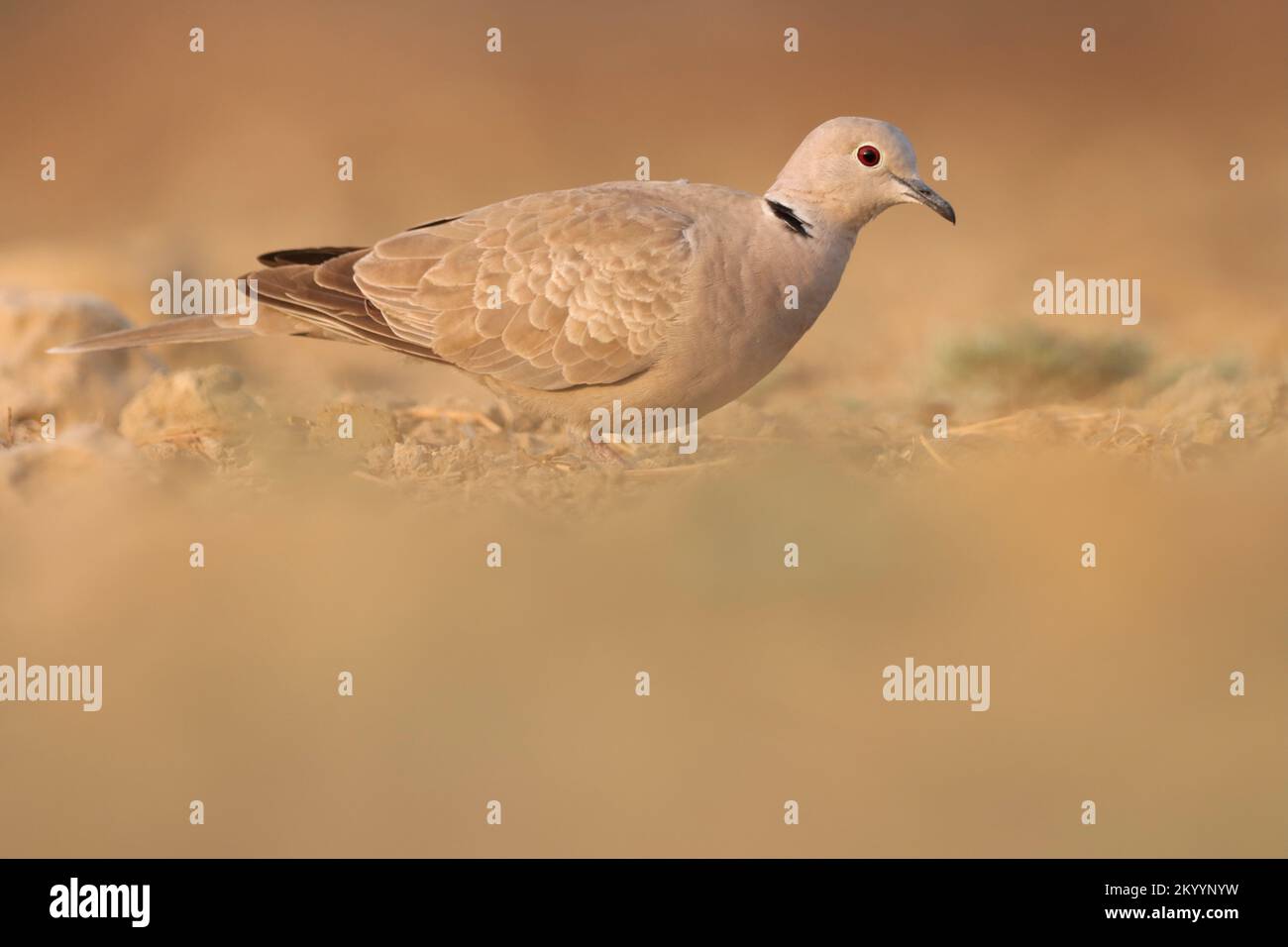 Ring necked dove foraging on the ground. Half collared dove. Cape turtle dove. Streptopelia