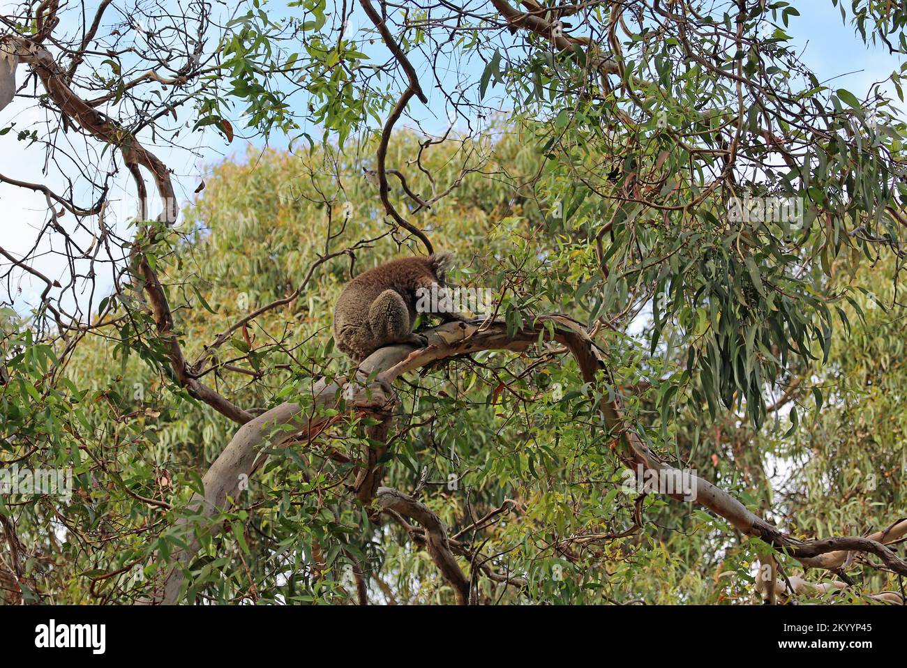 Koala climbing tree forest hi-res stock photography and images - Alamy