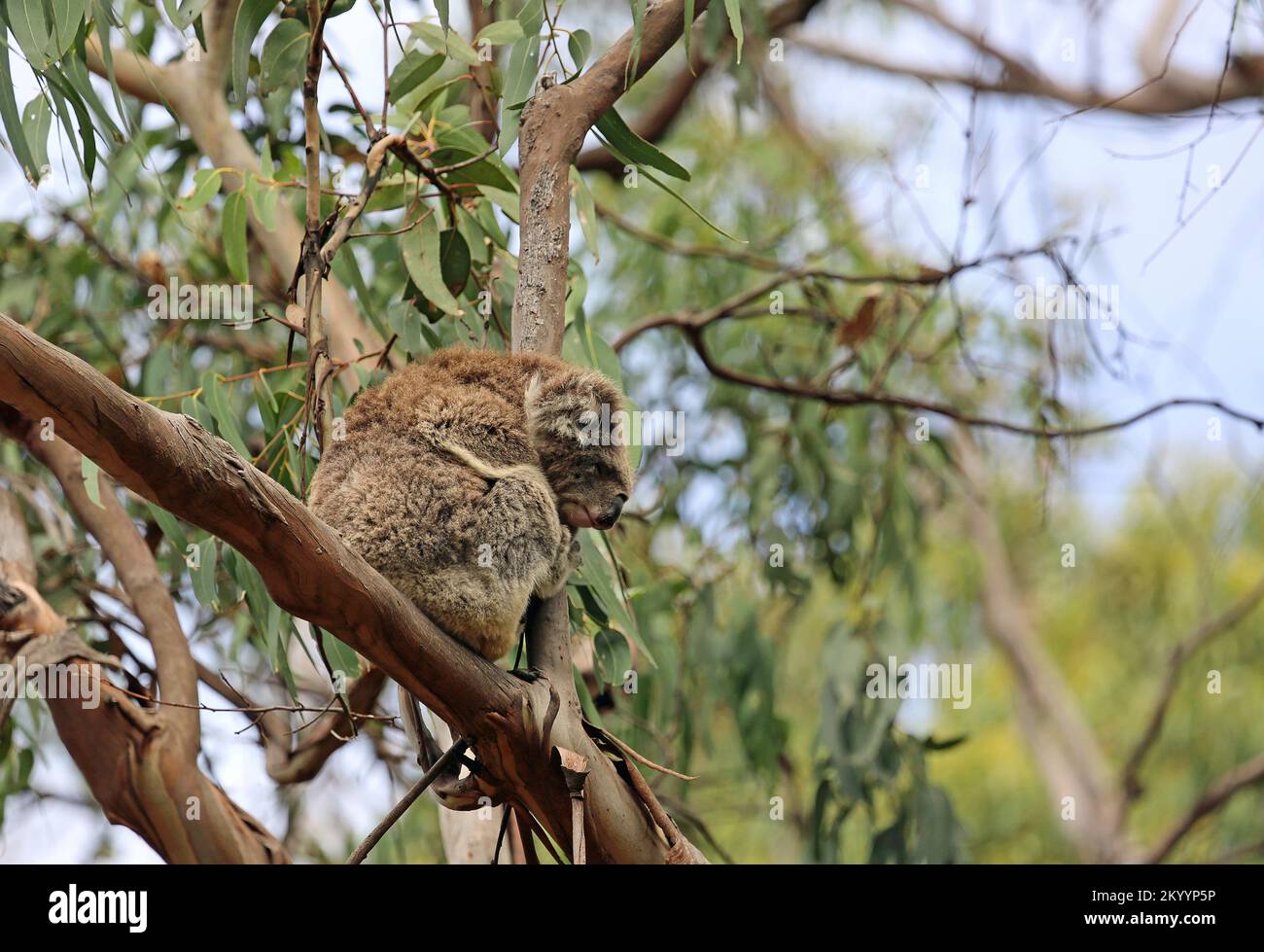 Wild Koala - Australia Stock Photo