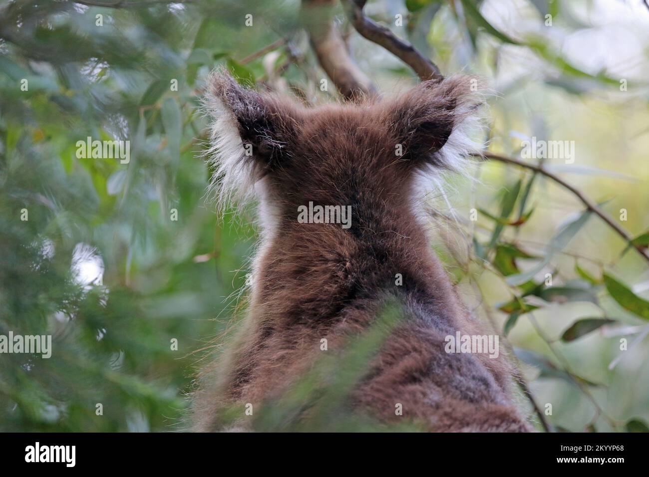 Koala back view - Australia Stock Photo