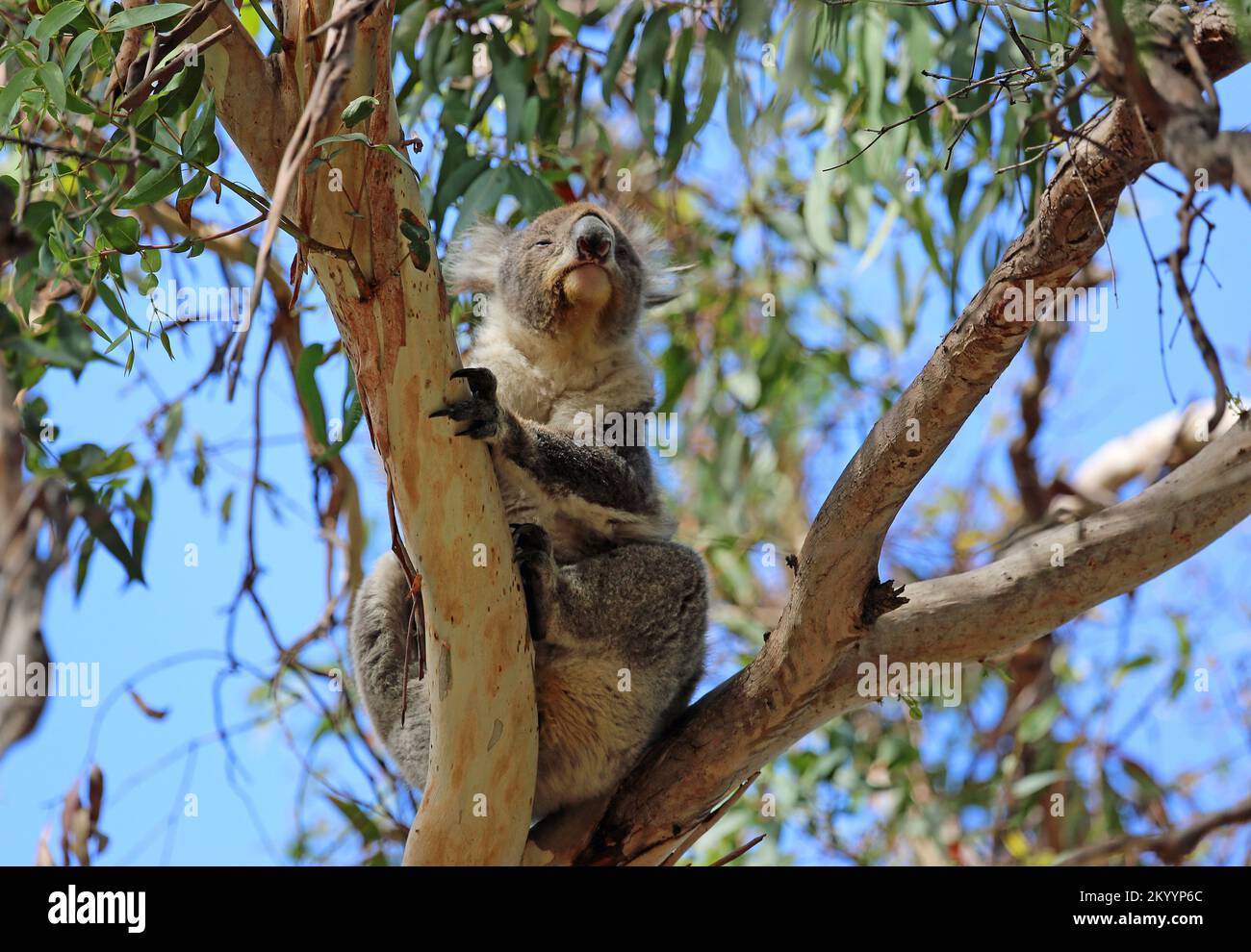 Koala sniffing - Australia Stock Photo