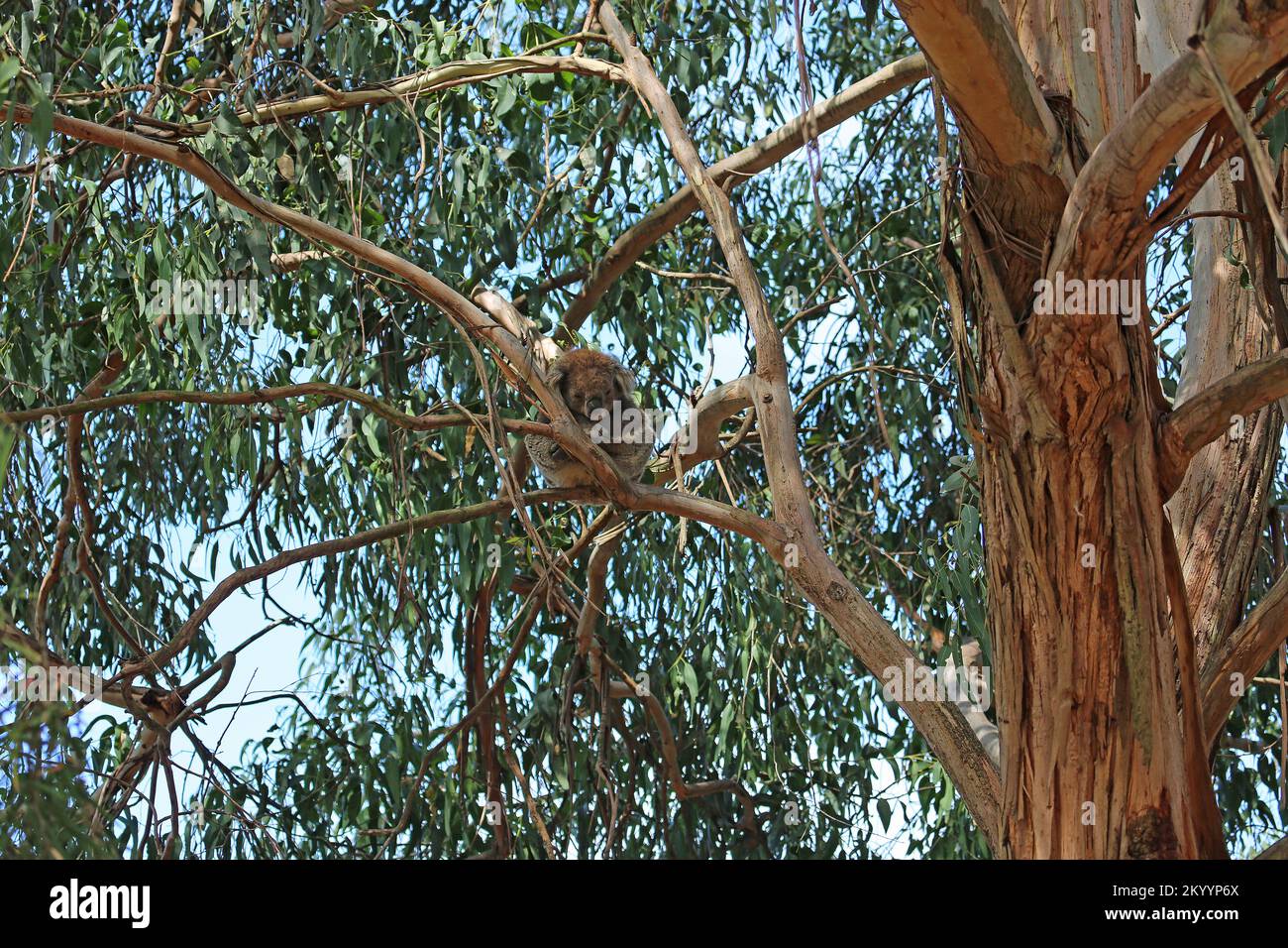 Koala sleeping on eucalyptus tree - Australia Stock Photo
