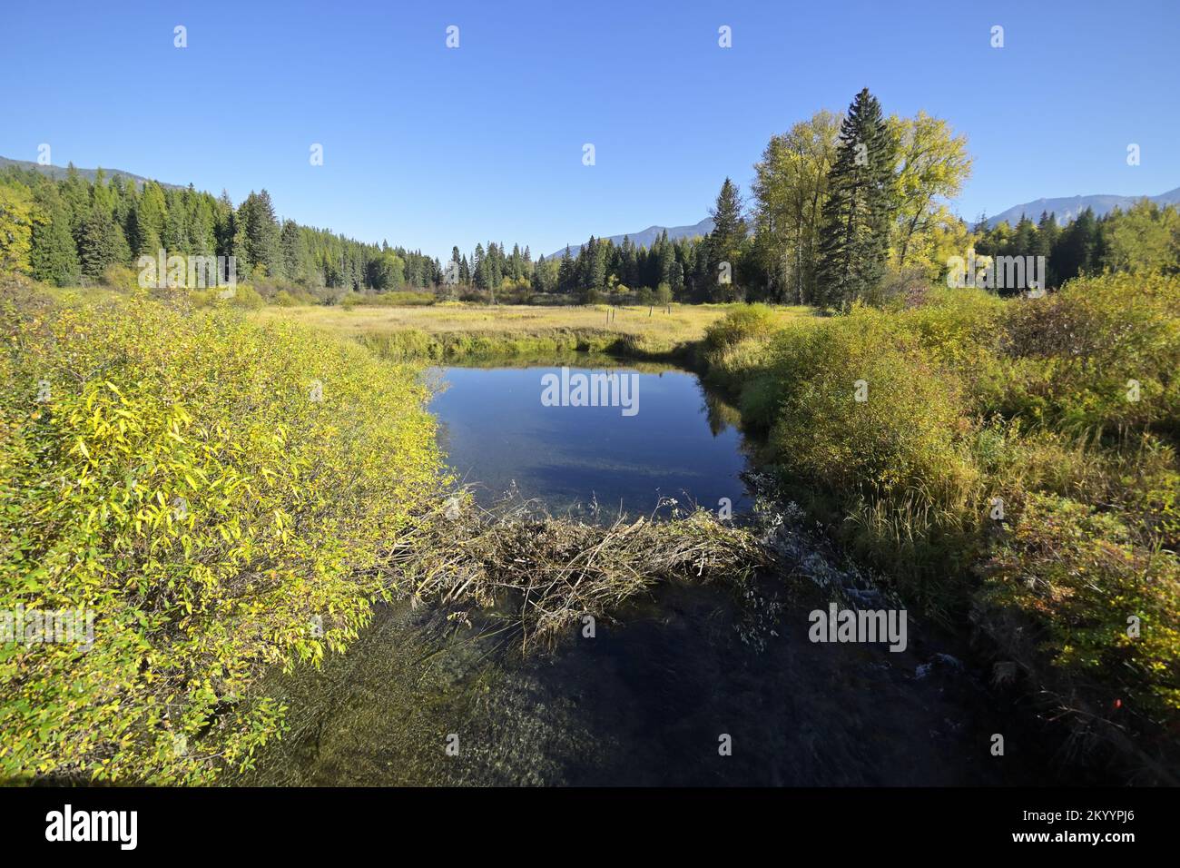 A beaver dam crosses the Bull River in fall. Sanders County, northwest
