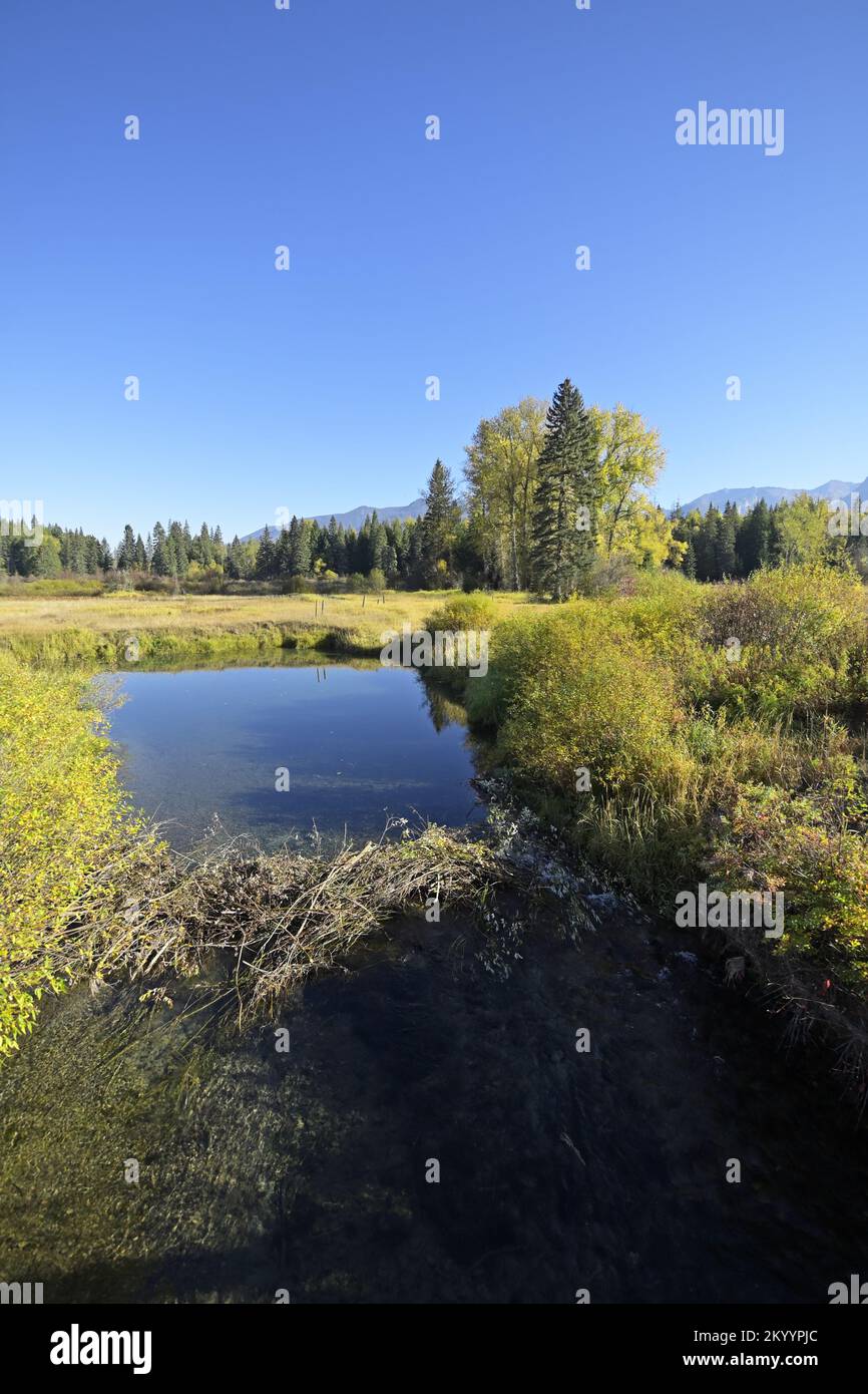 A beaver dam crosses the Bull River in fall. Sanders County, northwest