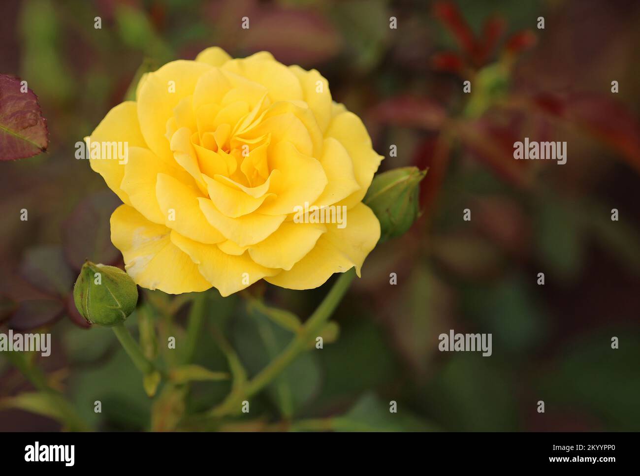 Yellow Rose Australia Stock Photo Alamy
