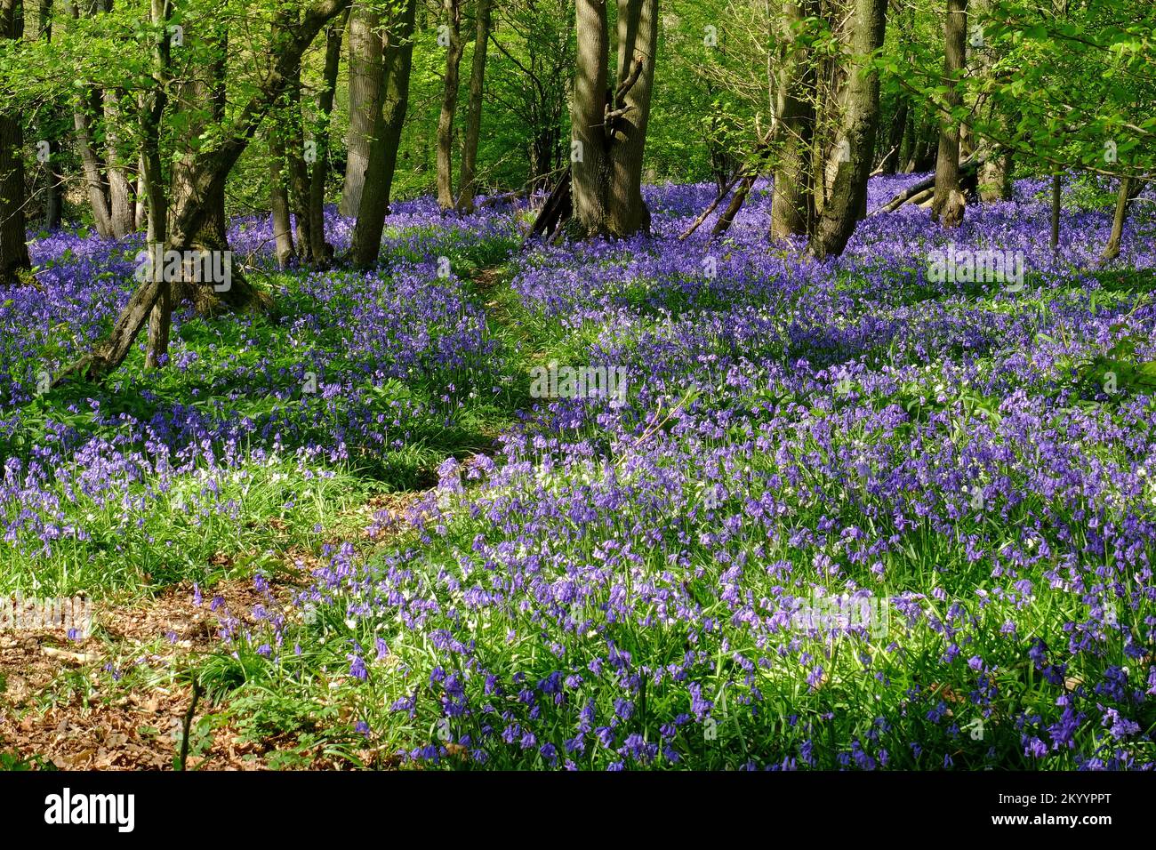 Path winding through a carpet of bluebells in wood near Staplehurst, Kent, England Stock Photo