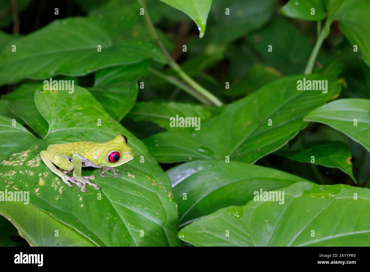 Red-eyed tree frog (Agalychnis callidryas) on green leaves, Osa Peninsula, Puntarenas, Costa Rica. Stock Photo