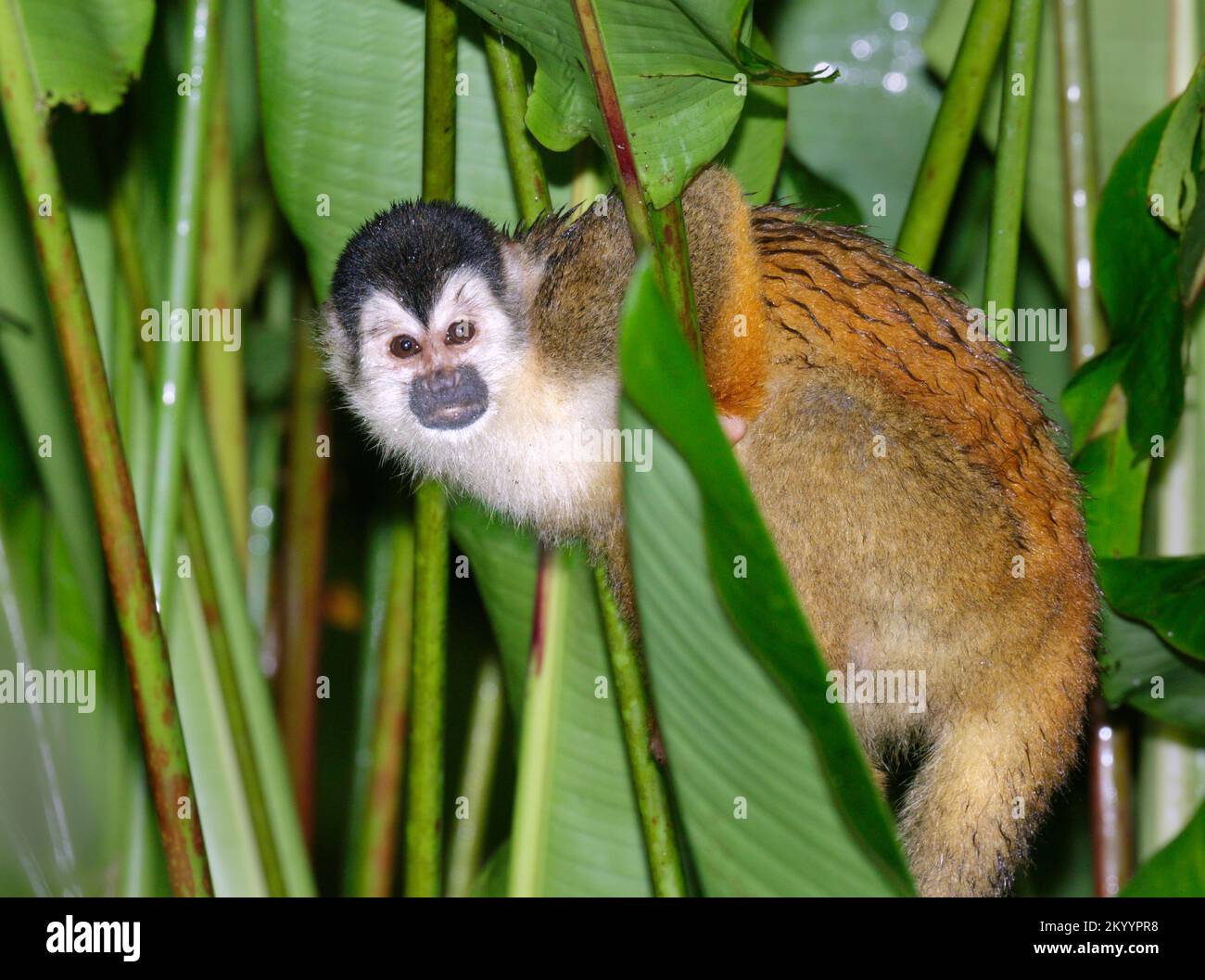 Wet squirrel monkey (Saimiri oerstedii) in rainforest after rain, Osa Peninsula, Puntarenas, Costa Rica. Stock Photo