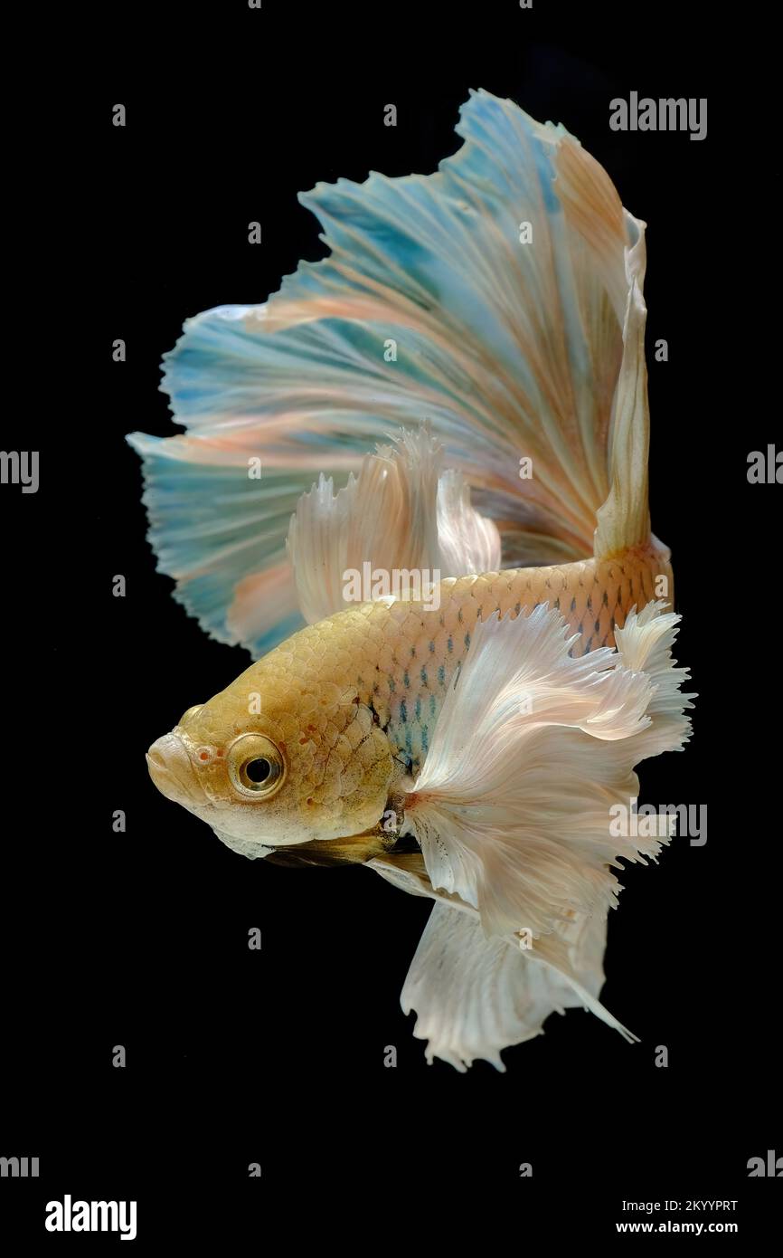 Betta fish half moon dumbo ear Stock Photo Alamy