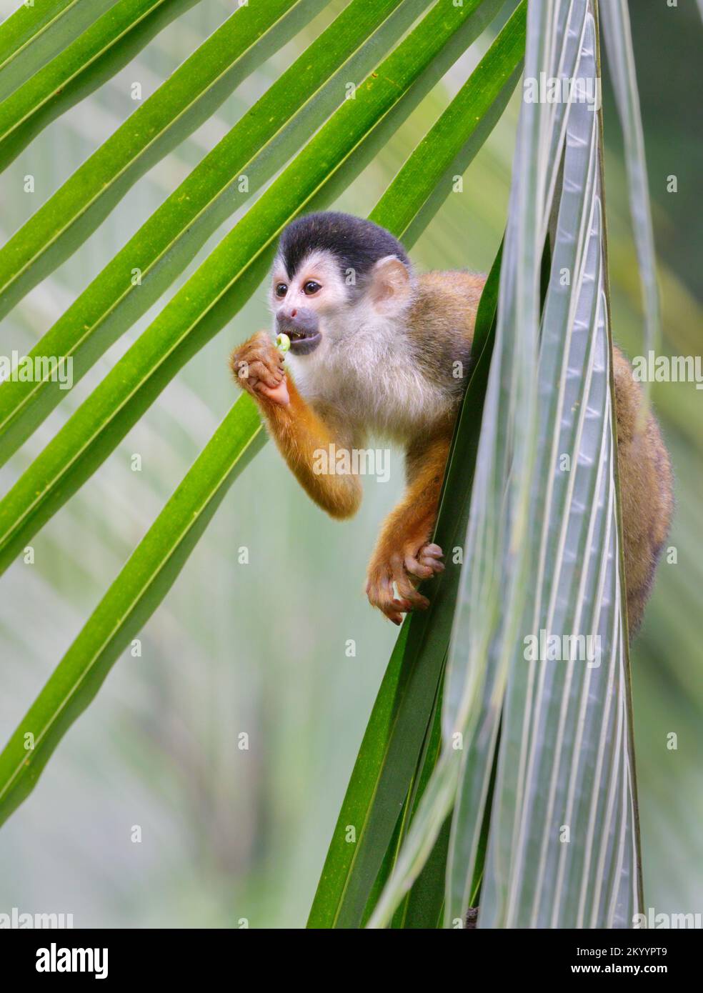 Central American or Red-Backed Squirrel Monkey (Saimiri oerstedii) eating a grasshopper in palm tree, Osa peninsula, Puntarenas, Costa Rica. Stock Photo