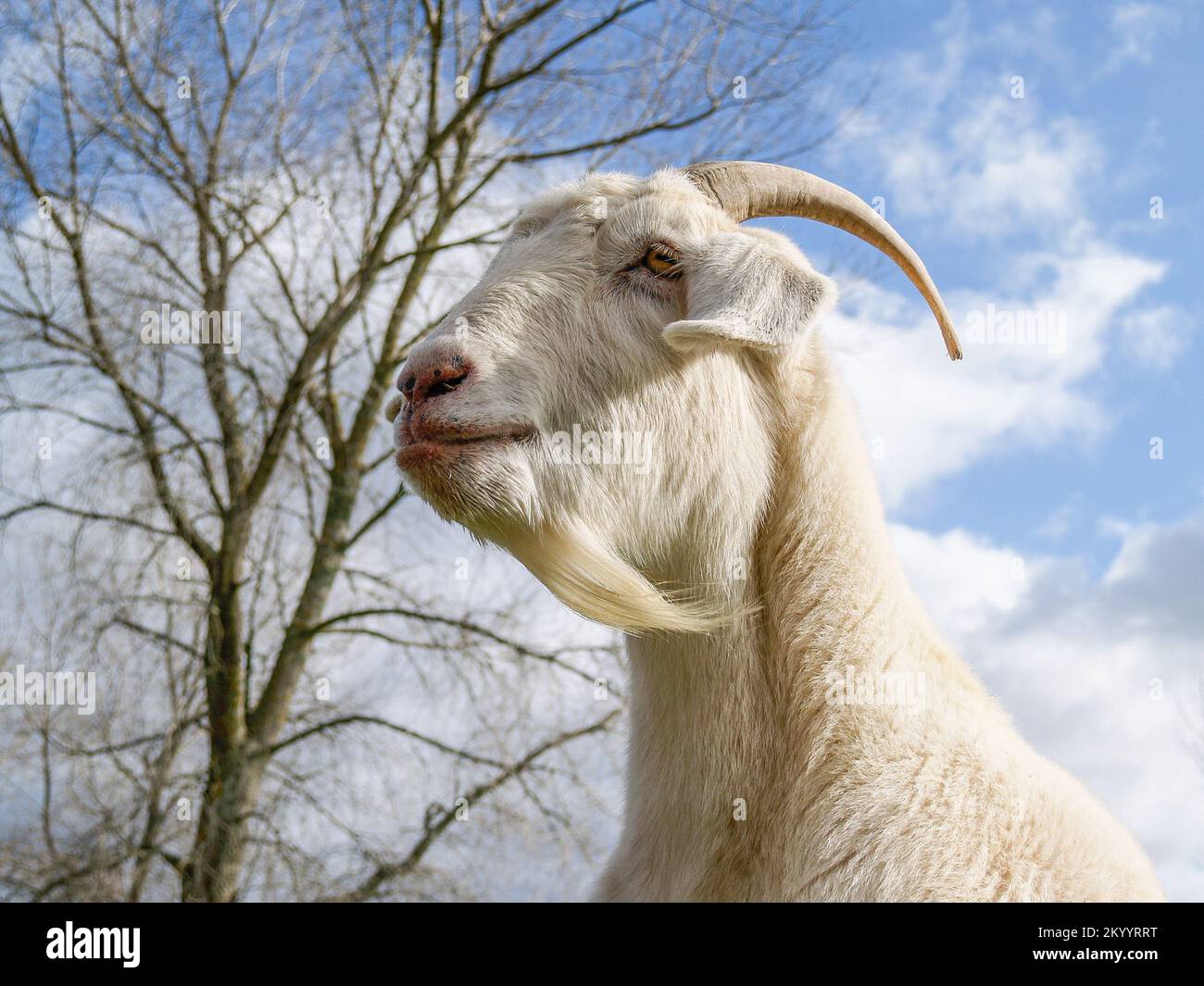 White billy-goat portrait closeup with head raised and goaty beard Stock  Photo - Alamy