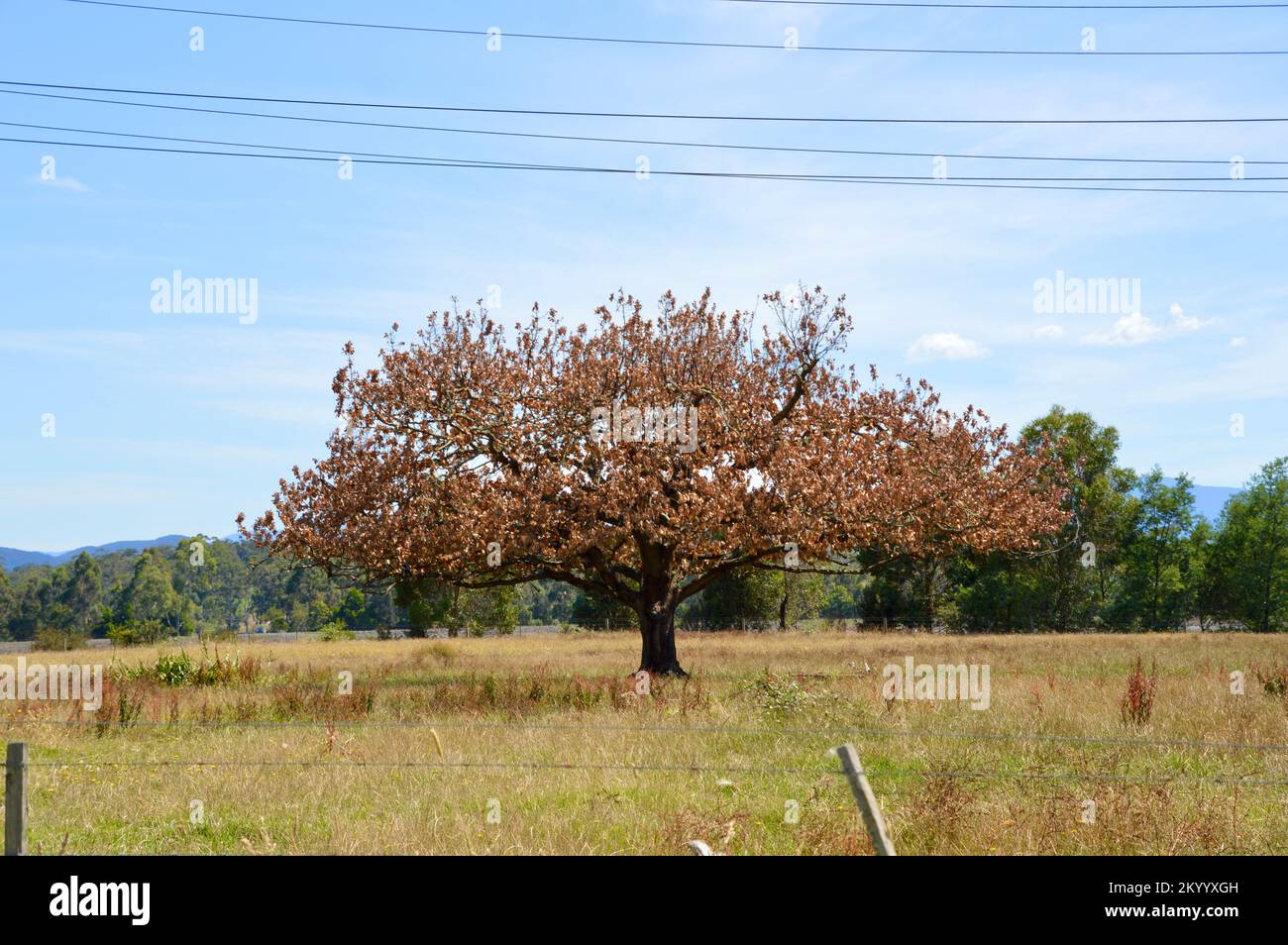 Golden Elm Tree in Gippsland, Victoria, Australia Stock Photo