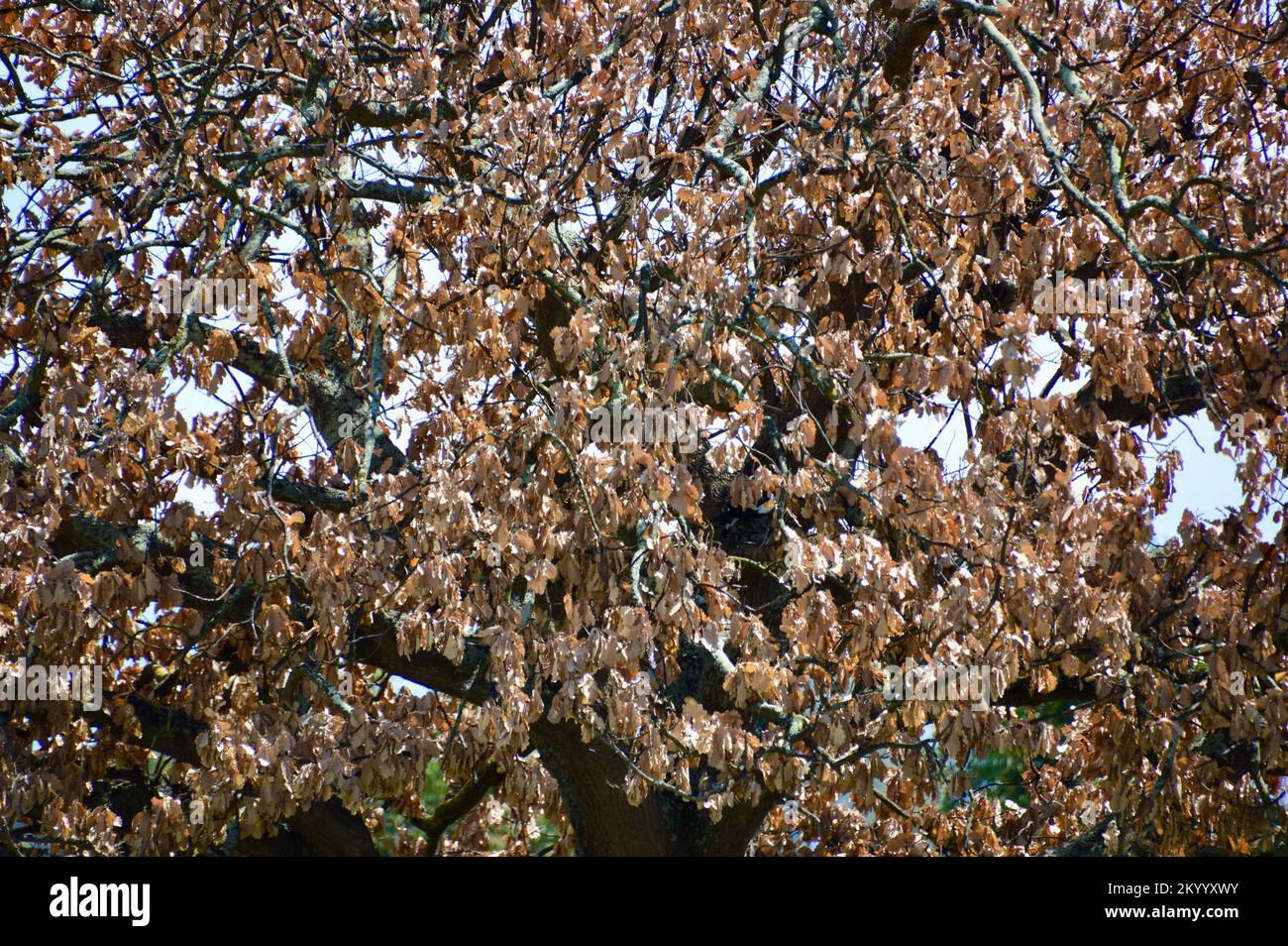 Golden elm tree hires stock photography and images Alamy