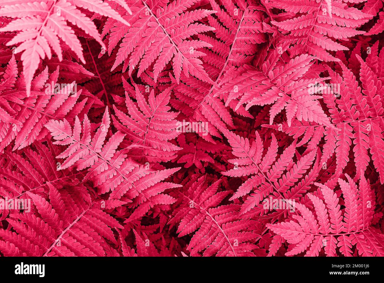 Fern leaves close-up as background. Viva magenta. Stock Photo
