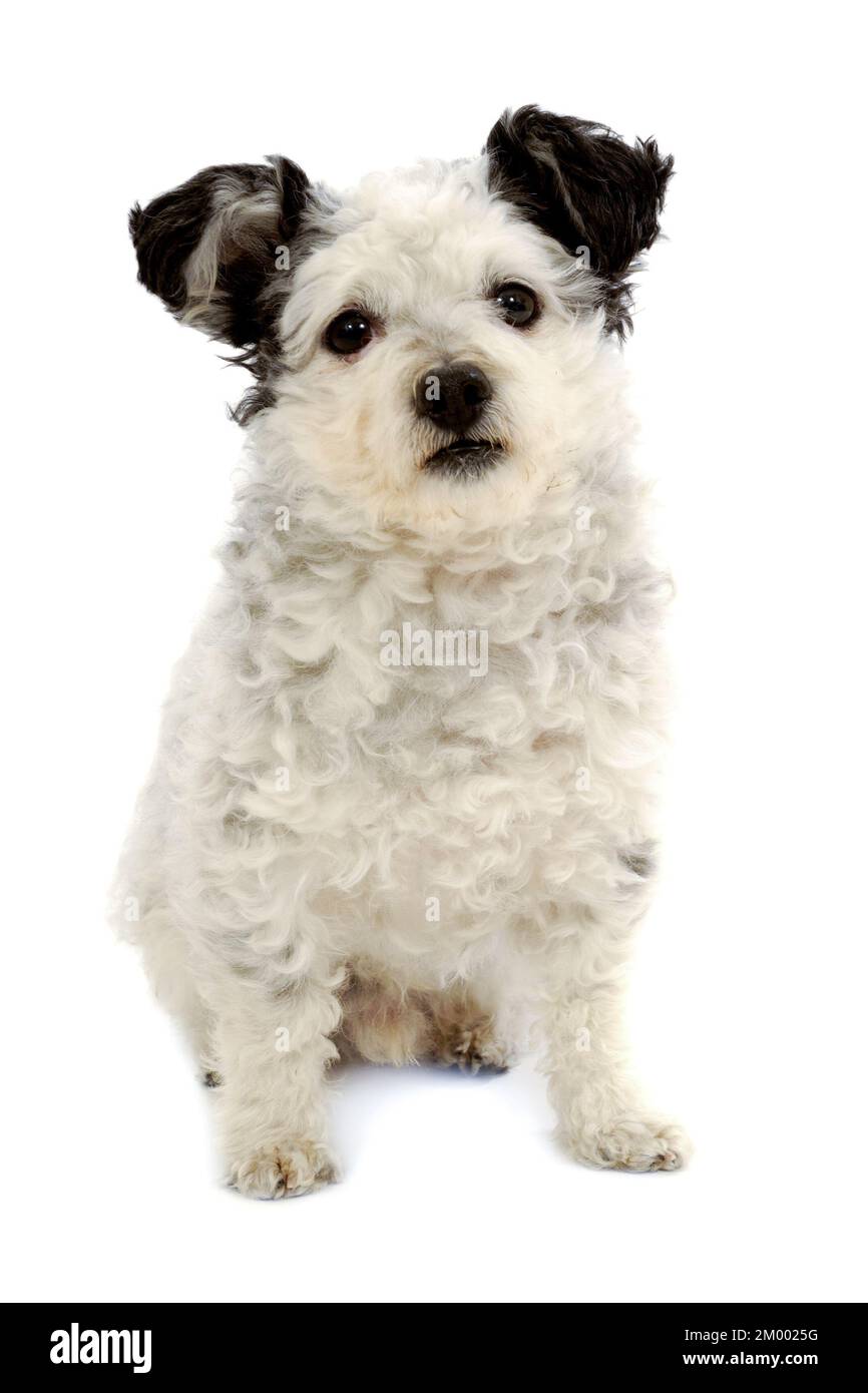 Small dog sitting on white background Stock Photo - Alamy
