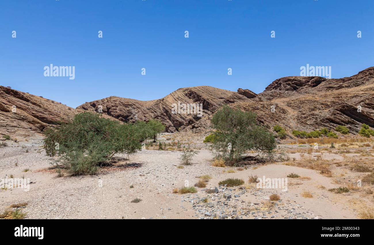 Ana trees in the dry Kuiseb River in the Hakos Mountains, Namibia, Africa Stock Photo