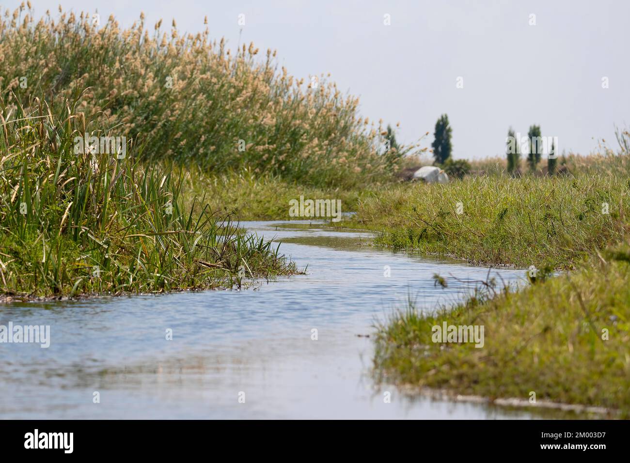 Common reed (Phragmites australis) and waterway in swamp, Bangweulu ...
