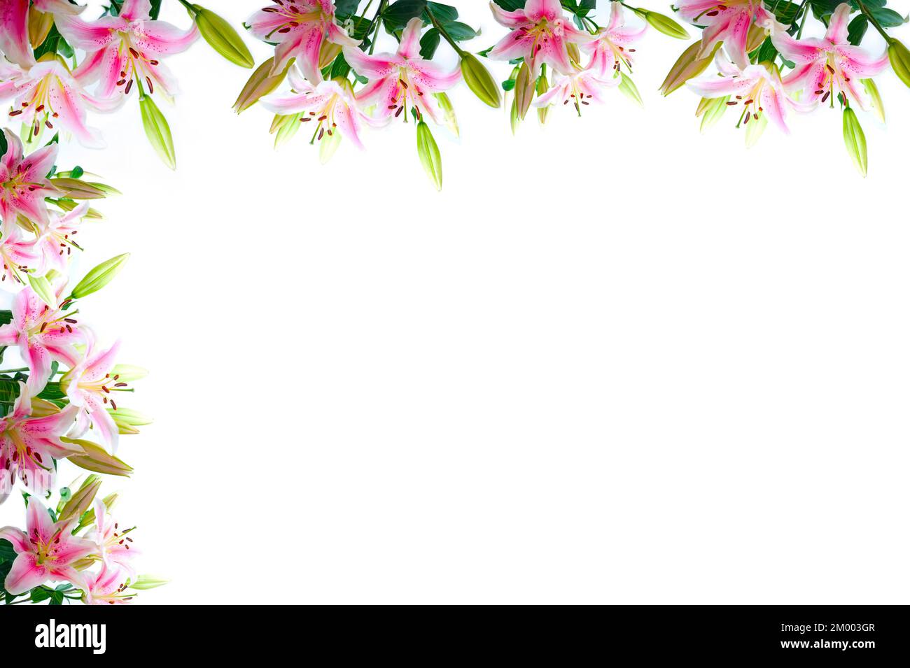 Floral frame lily flowers green hi-res stock photography and images - Alamy