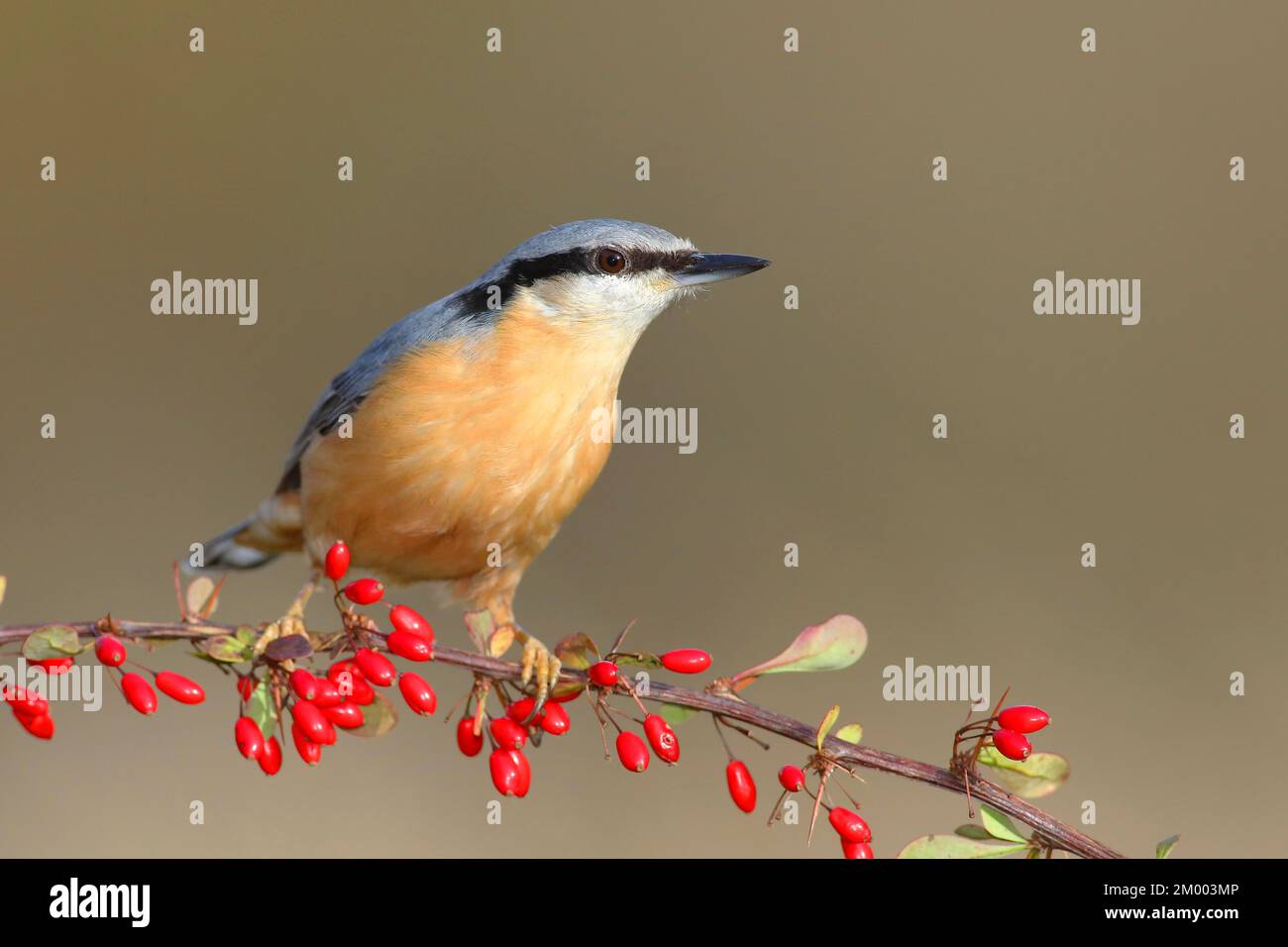 Eurasian nuthatch (Sitta europaea) on green red barberry (Berberis thunbergii) with red berries in autumn, Siegerland, North Rhine-Westphalia, Germany Stock Photo