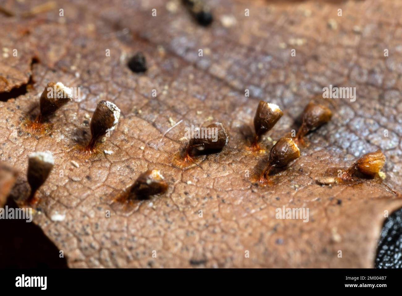 Craterium minutum several brown stemmed fruiting bodies on brown leaf Stock Photo