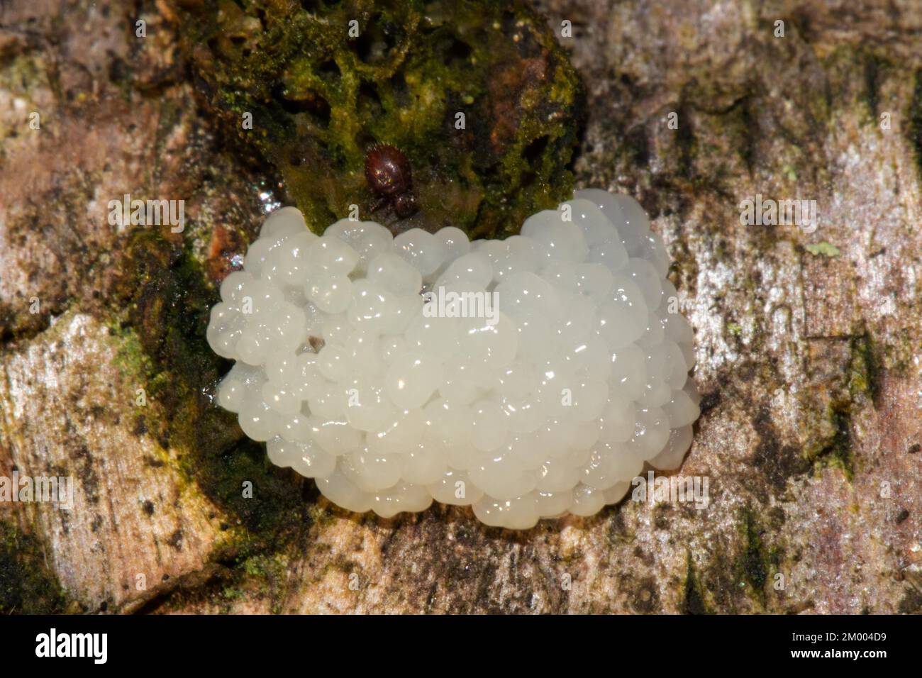 Fish egg slime fungus white spherical fruiting bodies on tree trunk Stock Photo