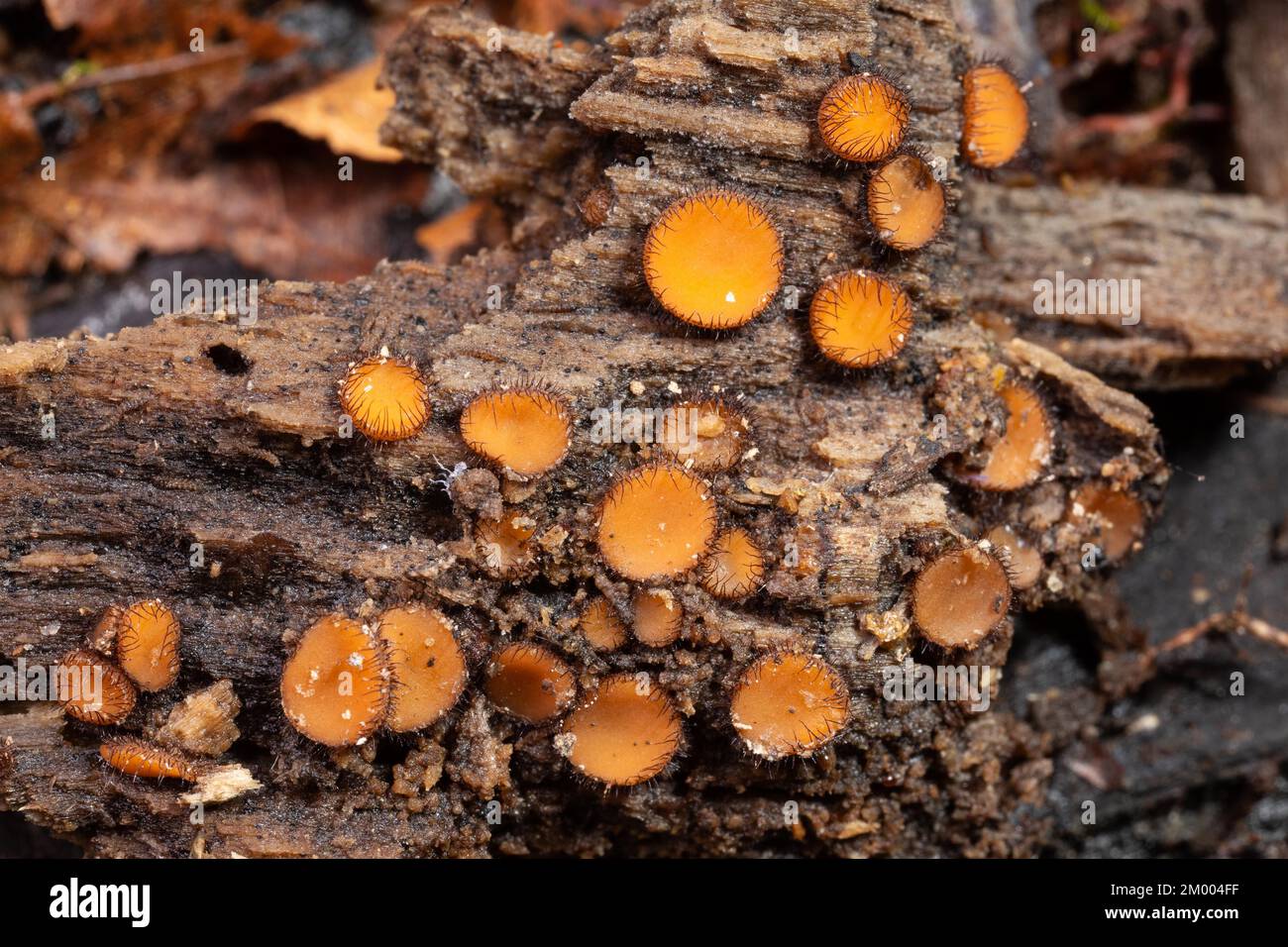 Scutellinia several bowl-shaped orange fruiting bodies with dark brown bristles at the edge on tree trunk Stock Photo