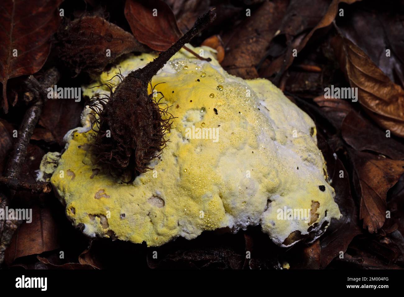 dog vomit slime mold, witch's butter Fruit body lemon yellow foamy formation with beech on brown autumn leaves Stock Photo