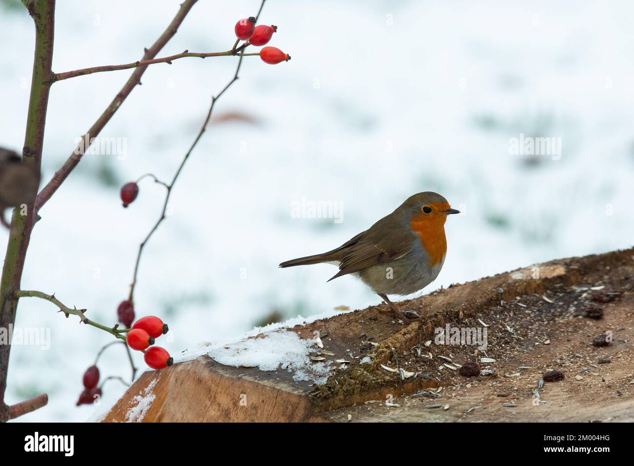 Robin sitting on tree trunk in front of branch with red rose hips seen ...