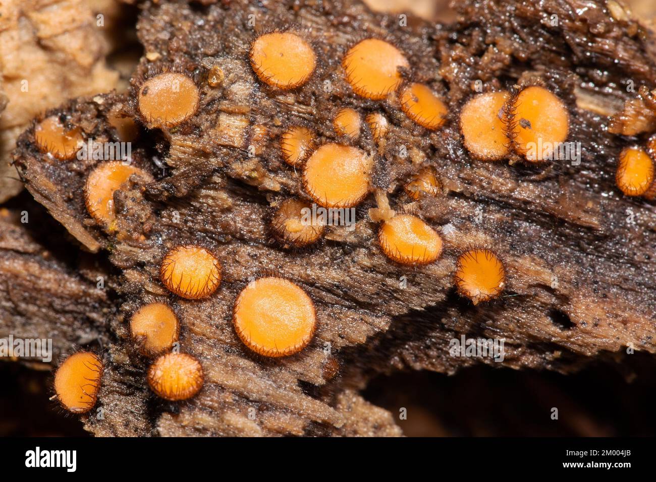 Scutellinia several bowl-shaped orange fruiting bodies with dark brown bristles at the edge on tree trunk Stock Photo