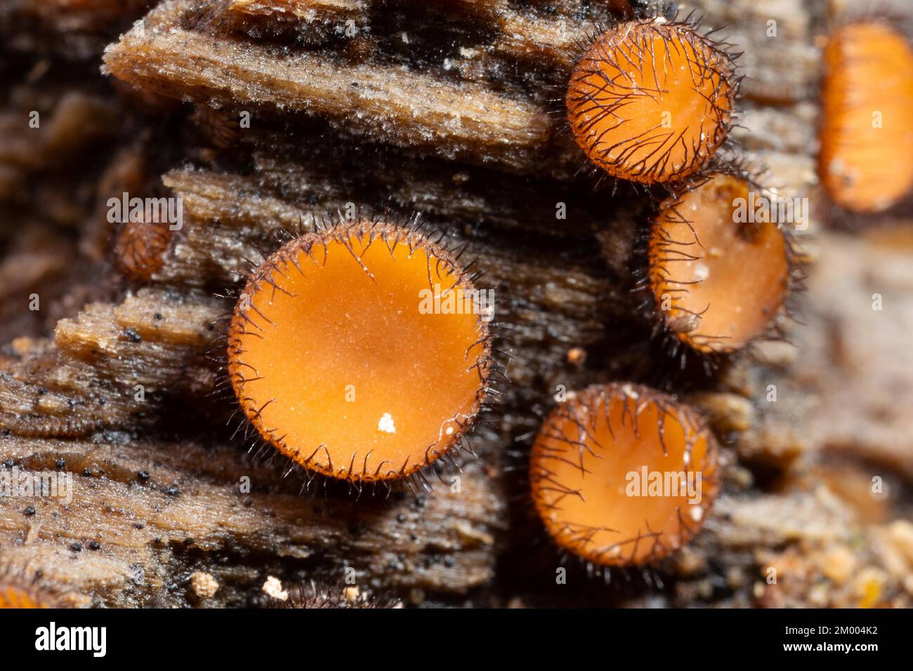 Scutellinia some bowl-shaped orange fruiting bodies with dark brown bristles at the edge on tree trunk Stock Photo