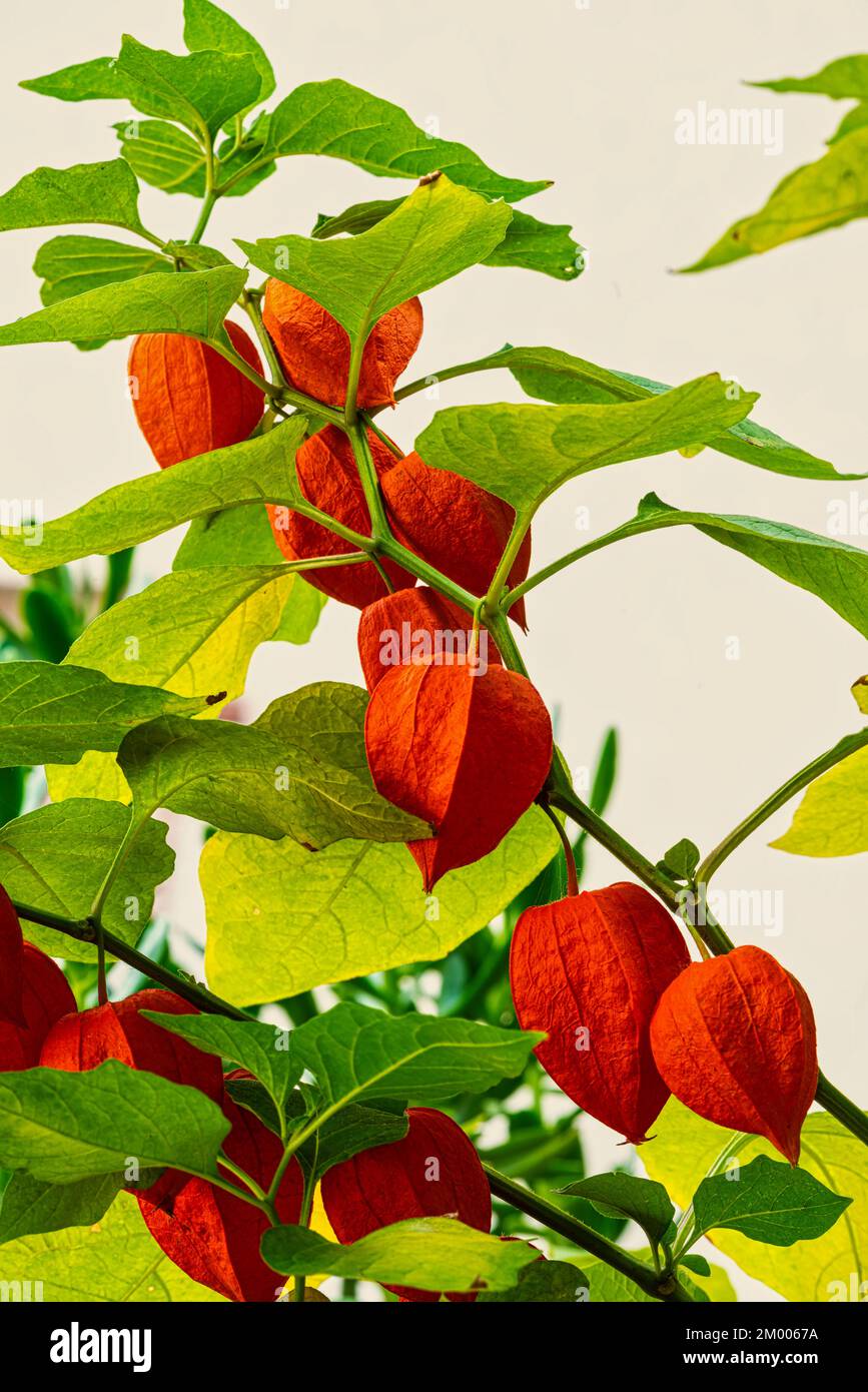 Orange fruit of Chinese-lantern, Physalis alkekengi L. Abruzzo, Italy, Europe Stock Photo