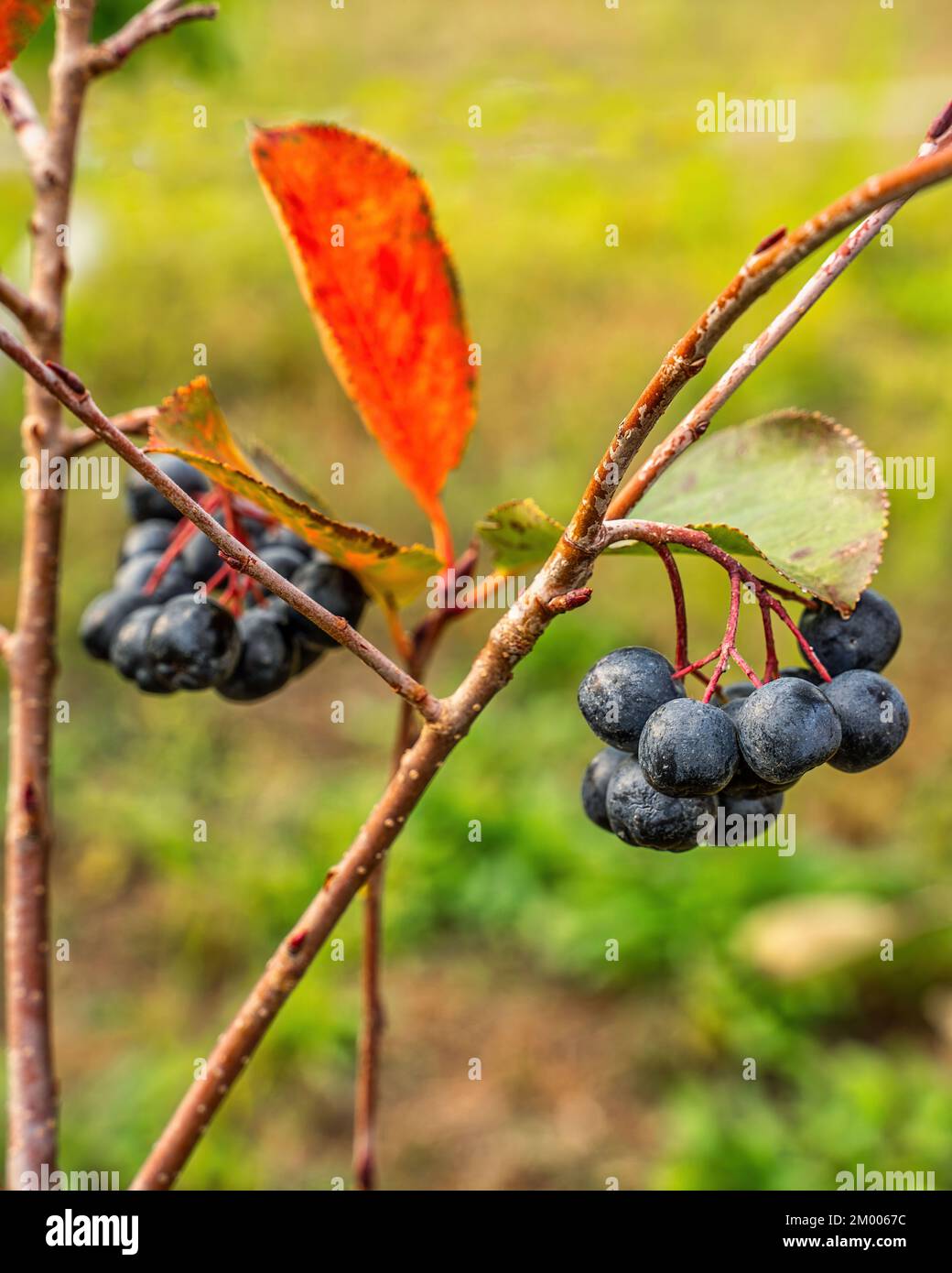 Aronia Nera Hi res Stock Photography And Images Alamy aronia-nera-hi-res-stock-photography-and-images-alamy