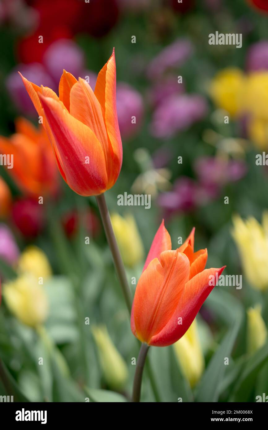 Colorful tulip flowers bloom in the spring garden Stock Photo - Alamy