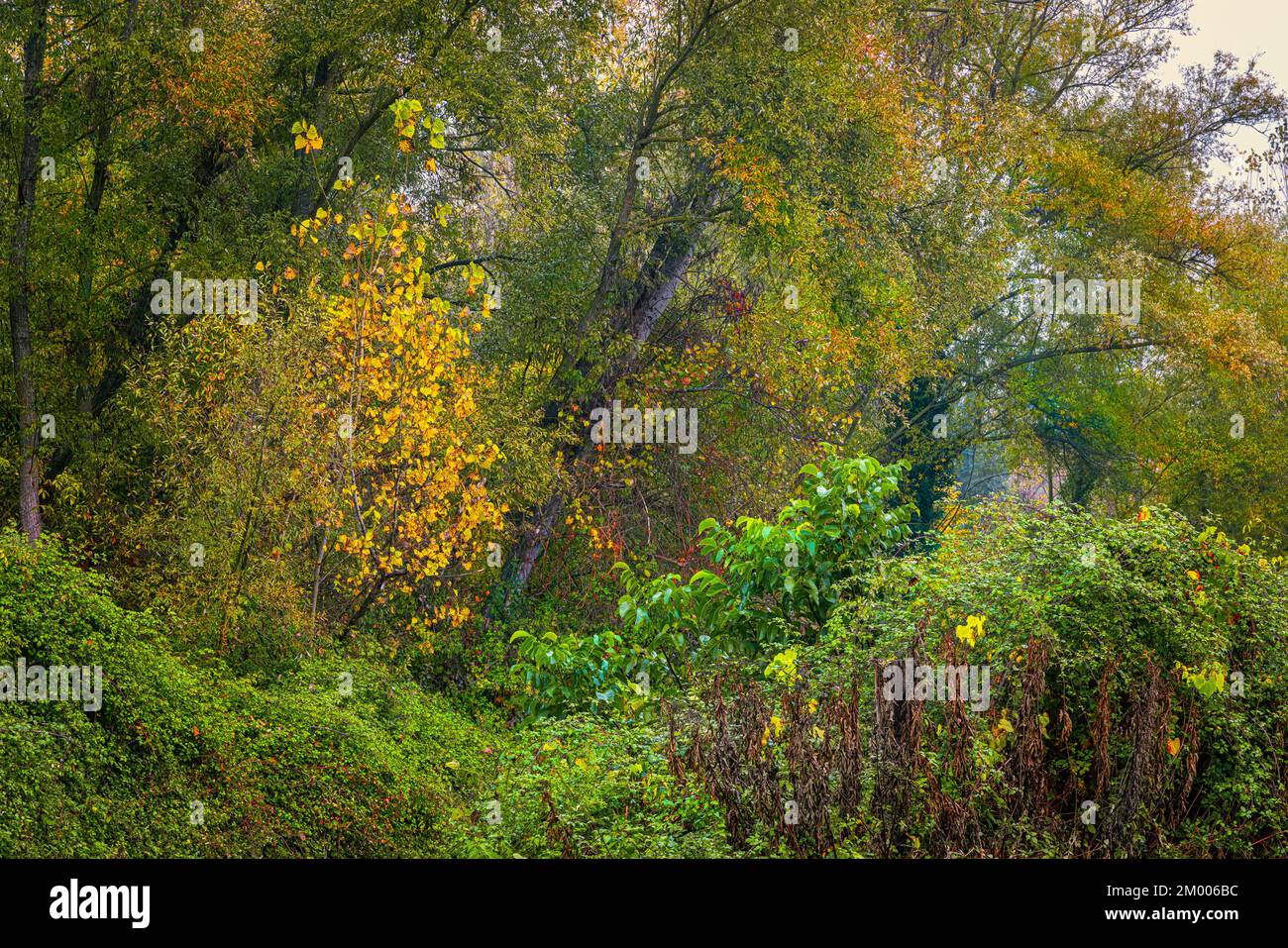 Abruzzo, forest with plants and shrubs of temperate and mild climates in an autumnal guise. Abruzzo, Italy, Europe Stock Photo