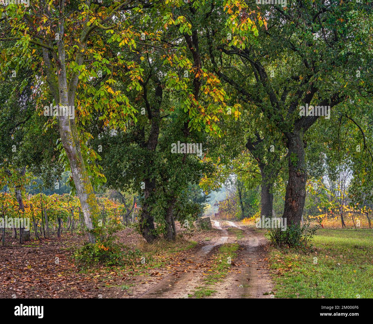 A country road between oaks, chestnuts and grape vineyards. Abruzzo, Italy, Europe Stock Photo