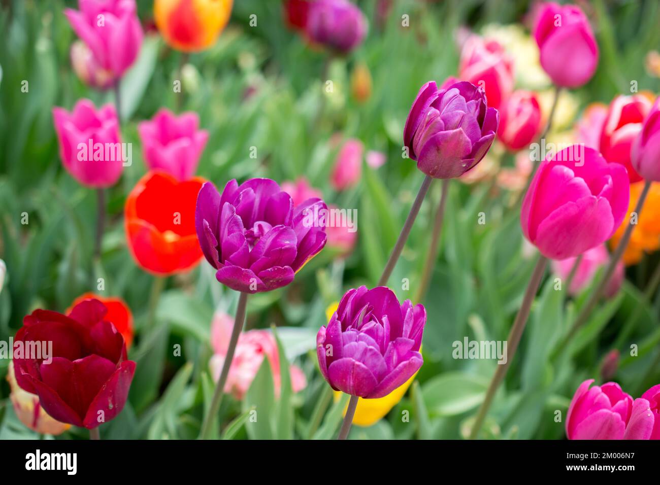 Blooming colorful tulip flowers in garden as floral background Stock ...