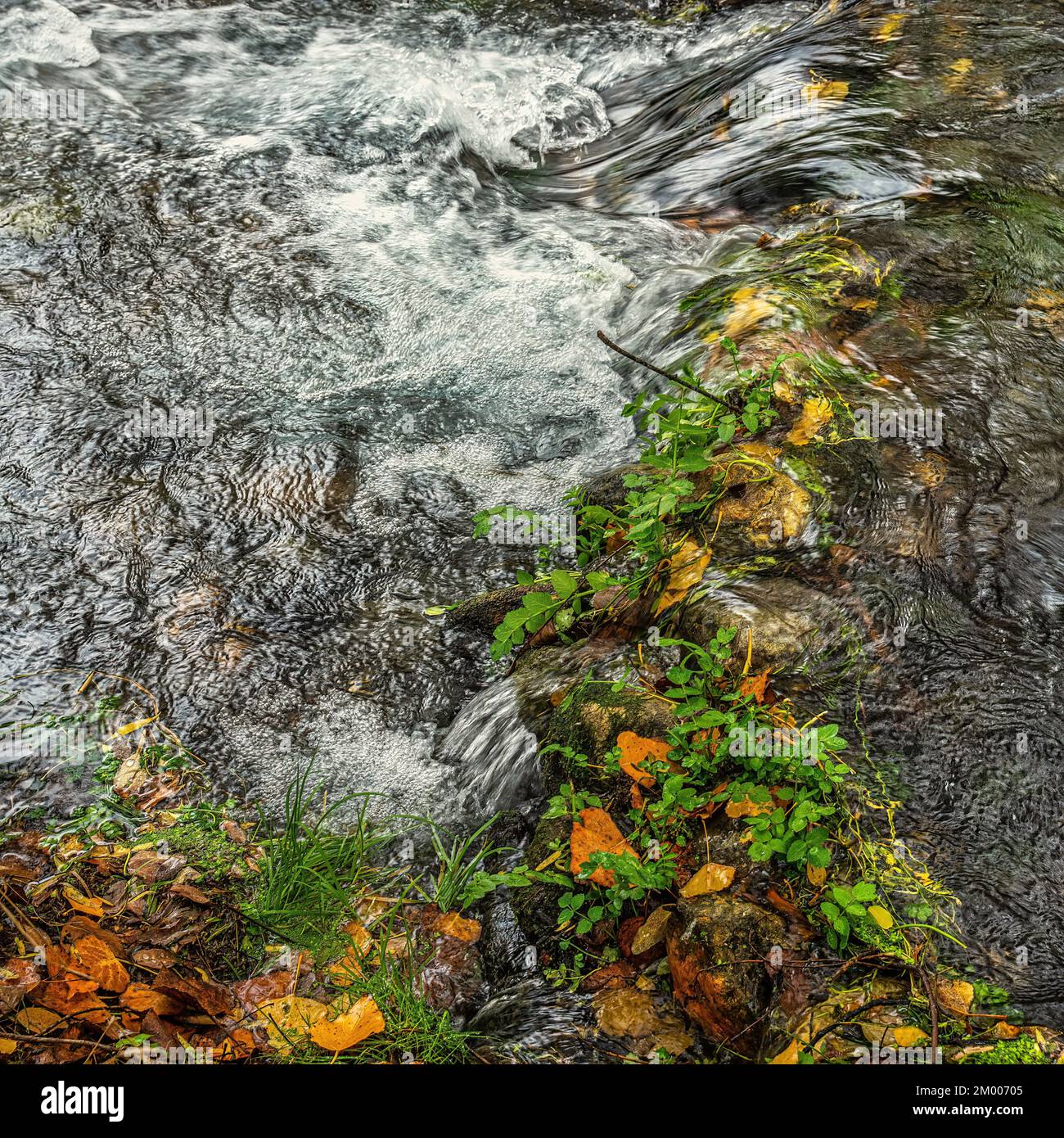 Small water jump of a mountain stream between green mossy rocks and yellow autumn leaves in the forest in November Abruzzo, Italy, Europe Stock Photo