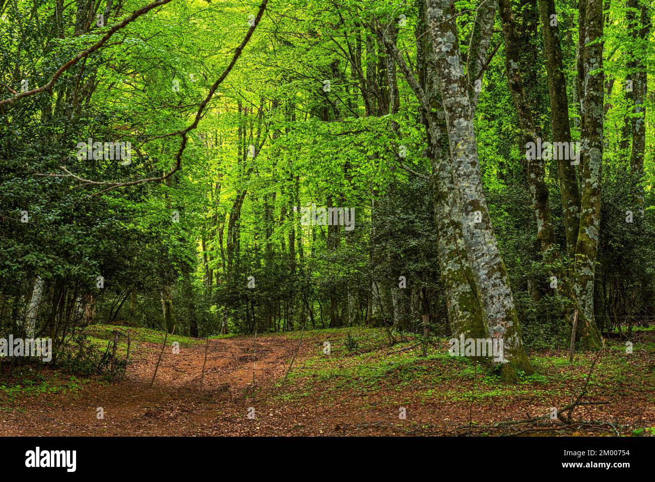 Beech forest in the Umbrian forest in the Gargano National Park. Puglia, Italy, Europe Stock Photo