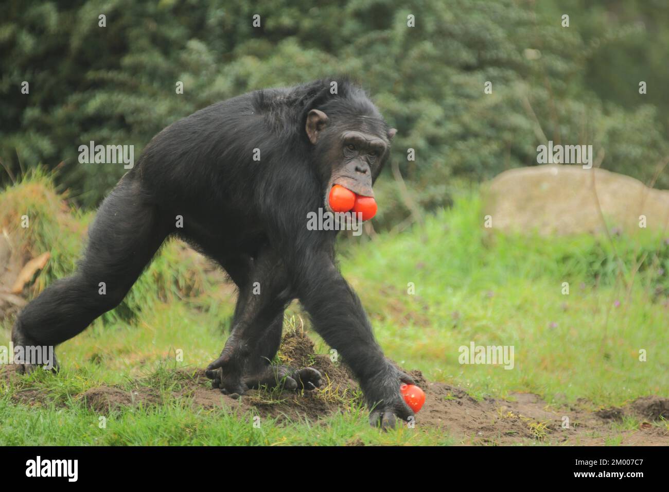 Common (hominidae) chimpanzee (Pan troglodytes), eat, food, mouth, red, fruit, apes, anthropoidae, catarrhines (Catarrhini), dry-nosed monkeys, ape, p Stock Photo