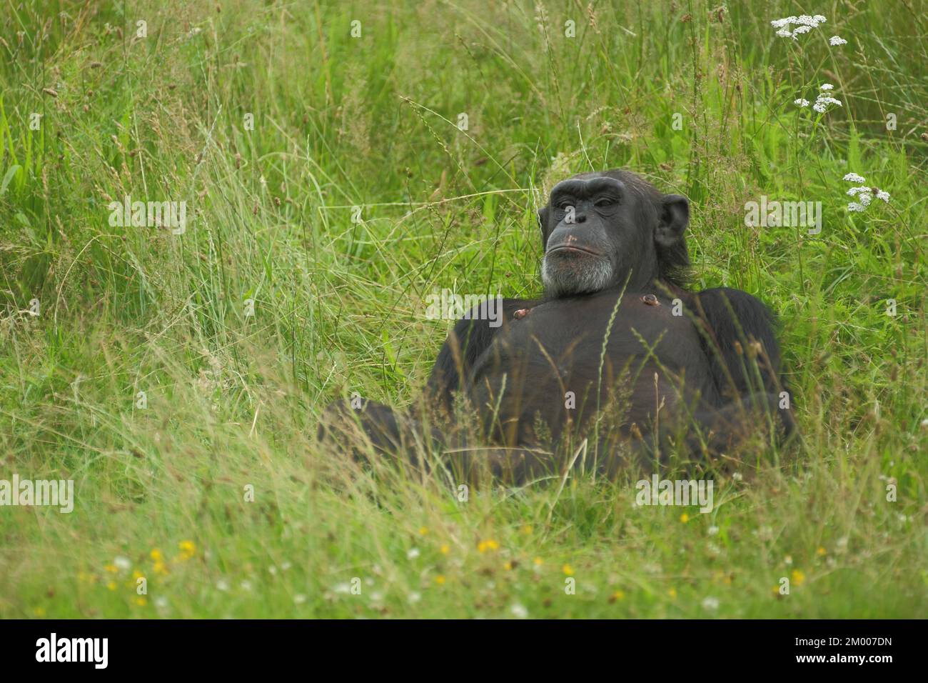 Common (hominidae) chimpanzee (Pan troglodytes), lie, grass, relax