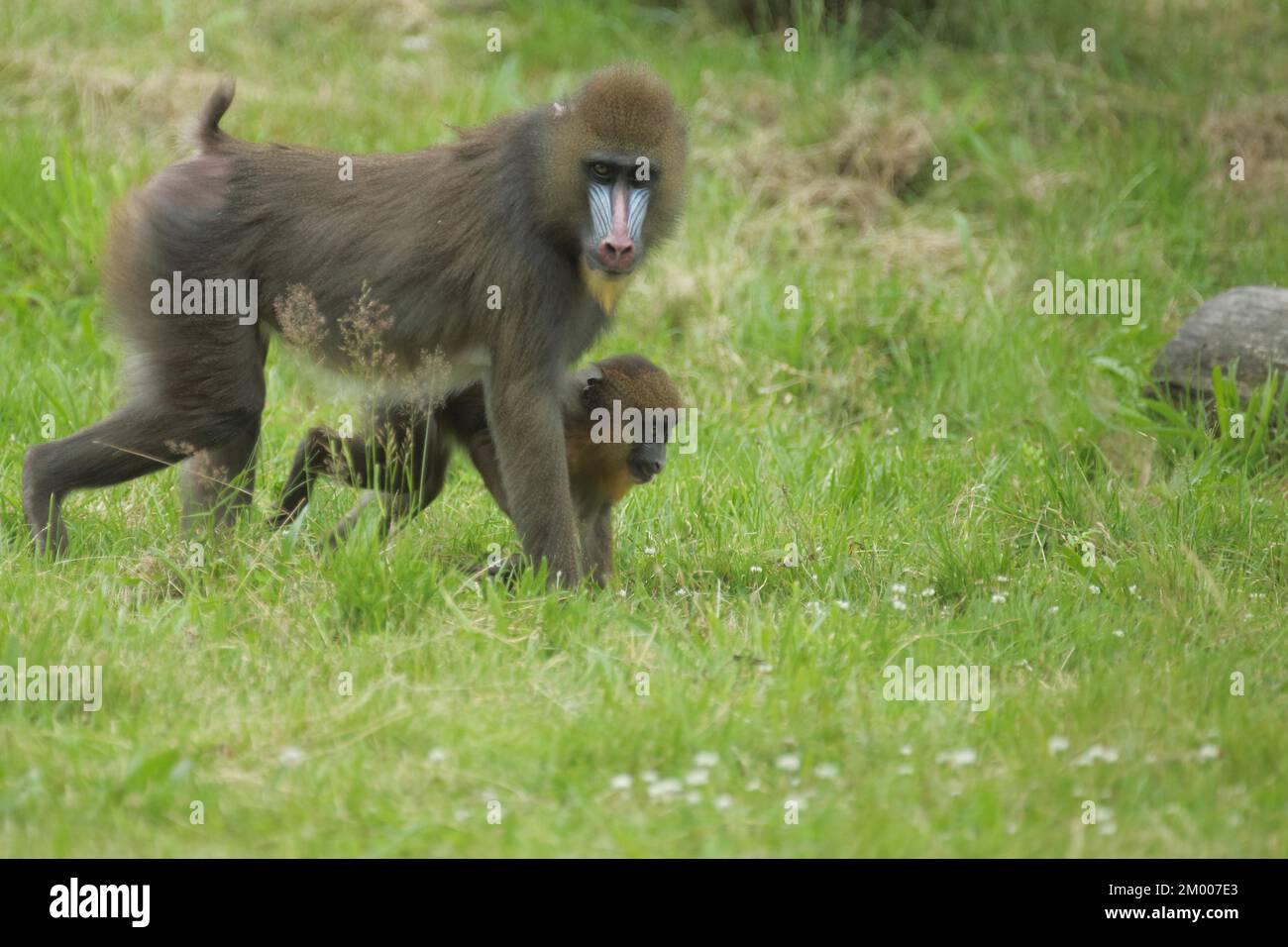 Mandrill (Mandrillus sphinx), two, ground, go, mother, young, guenon, guenon, Anthropoidae, catarrhines (Catarrhini) (Cercopithecidae), monkeys, dry-n Stock Photo