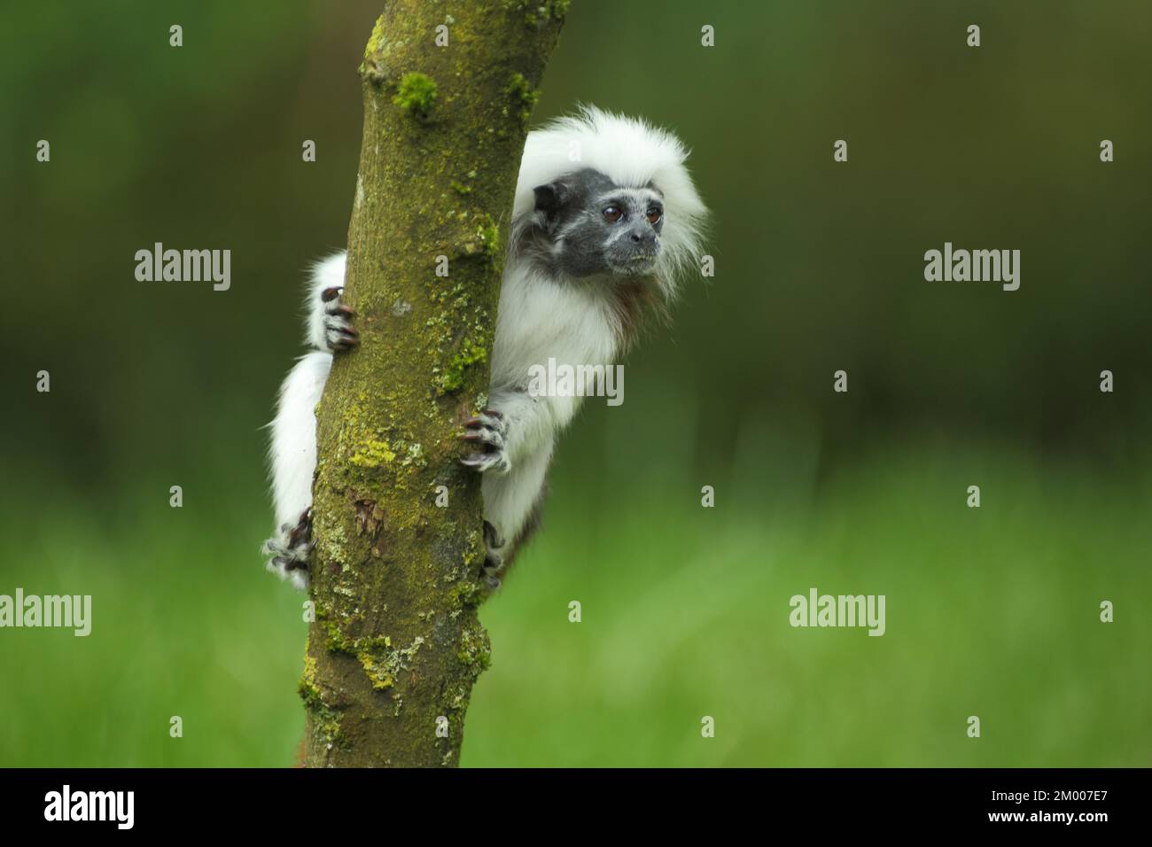 Sagui Images – Browse 1,419 Stock Photos, Vectors, and Video