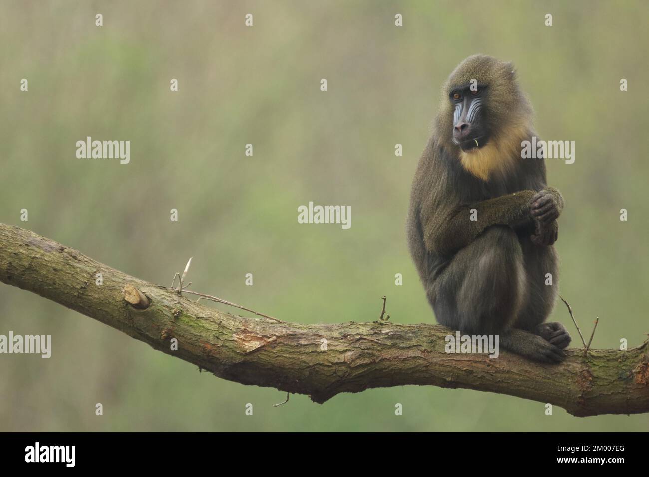 Mandrill (Mandrillus sphinx), female, sitting, tree trunk, guenon, guenon, Anthropoidae, catarrhines (Catarrhini) (Cercopithecidae), dry-nosed monkeys Stock Photo