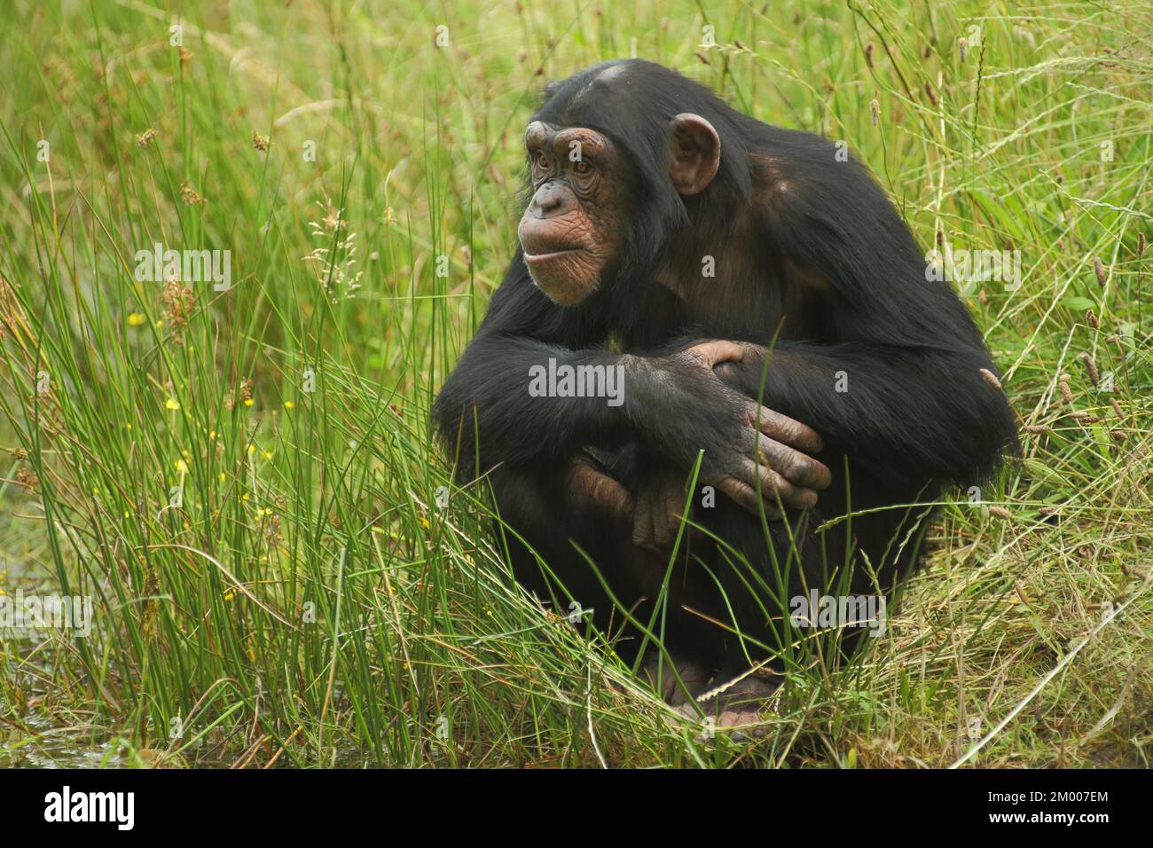 Common (hominidae) chimpanzee (Pan troglodytes), sitting, grass, apes
